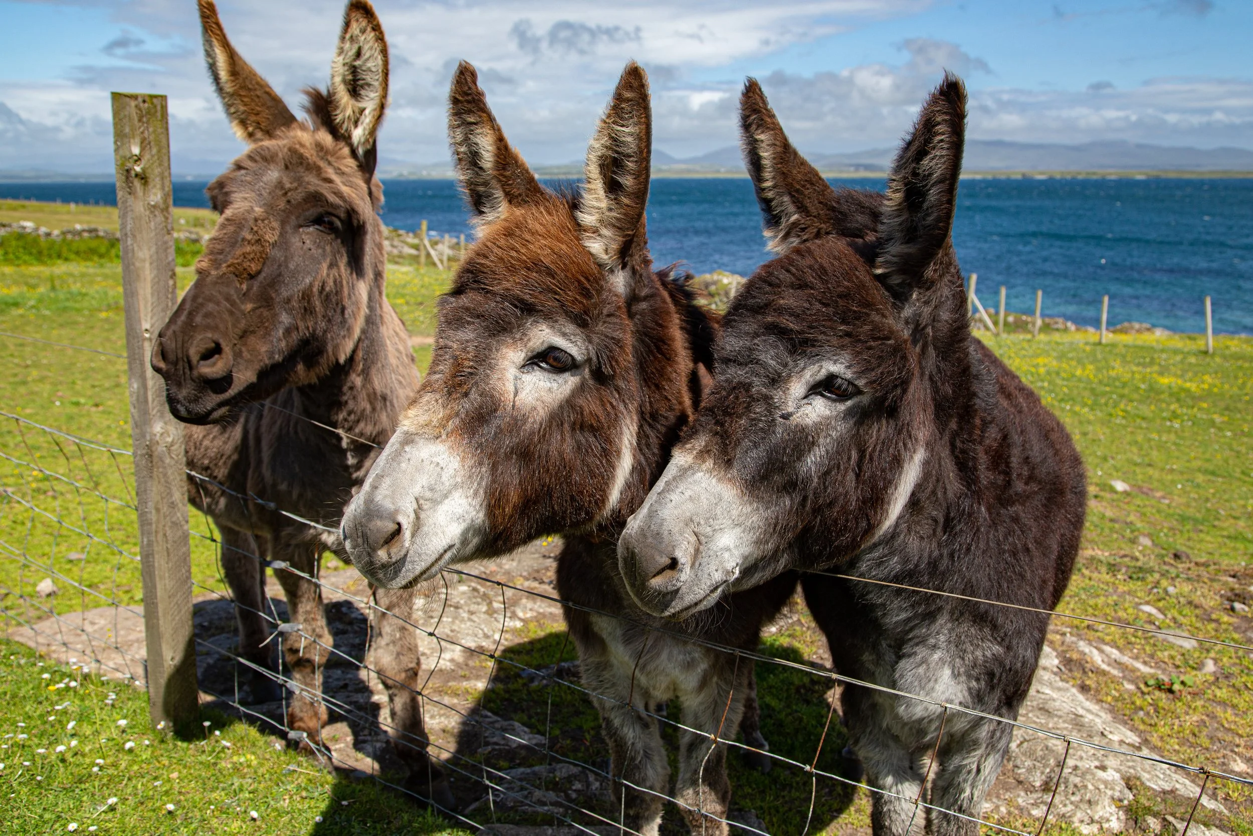 Donkeys Three