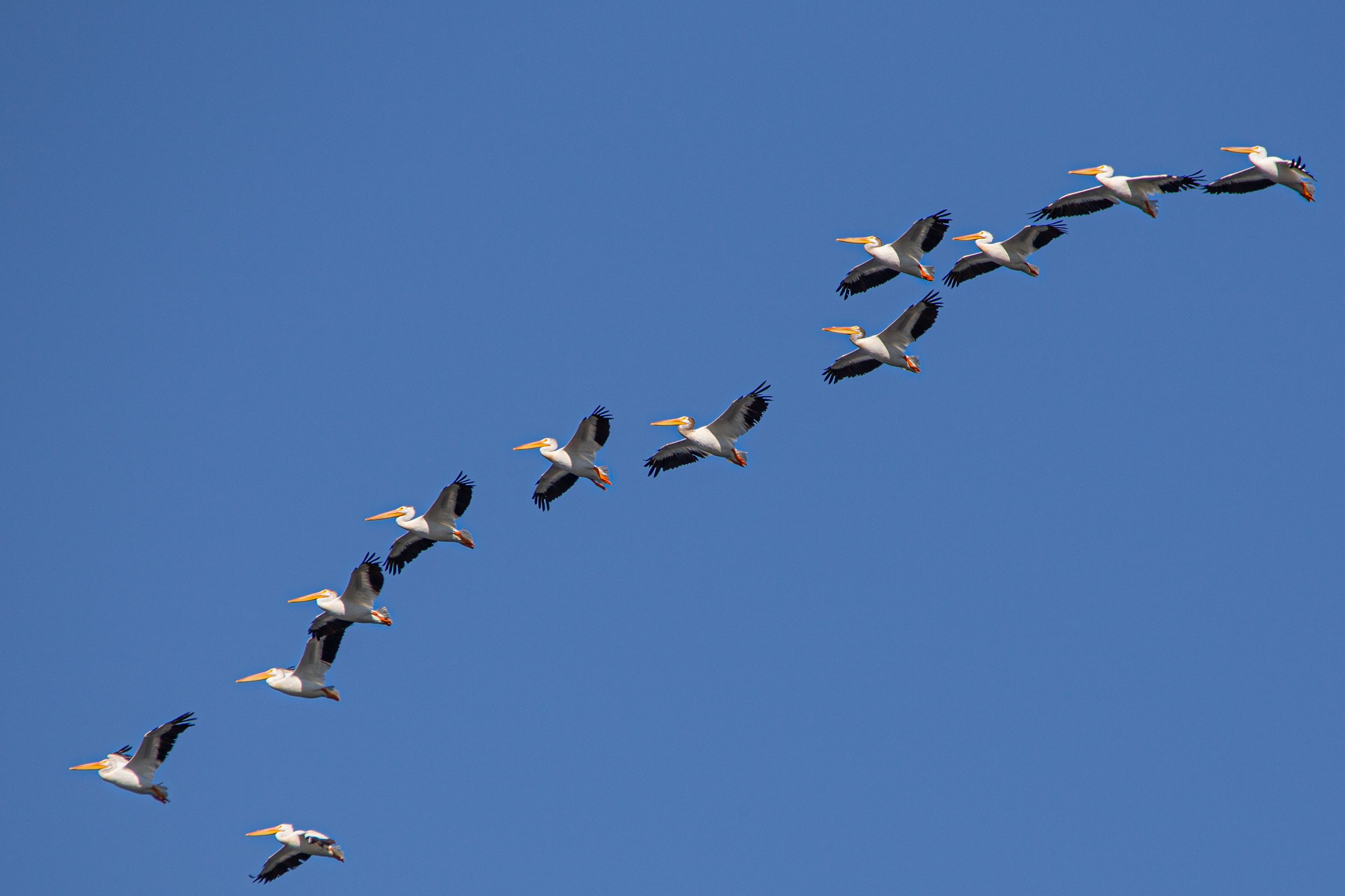 Pelicans