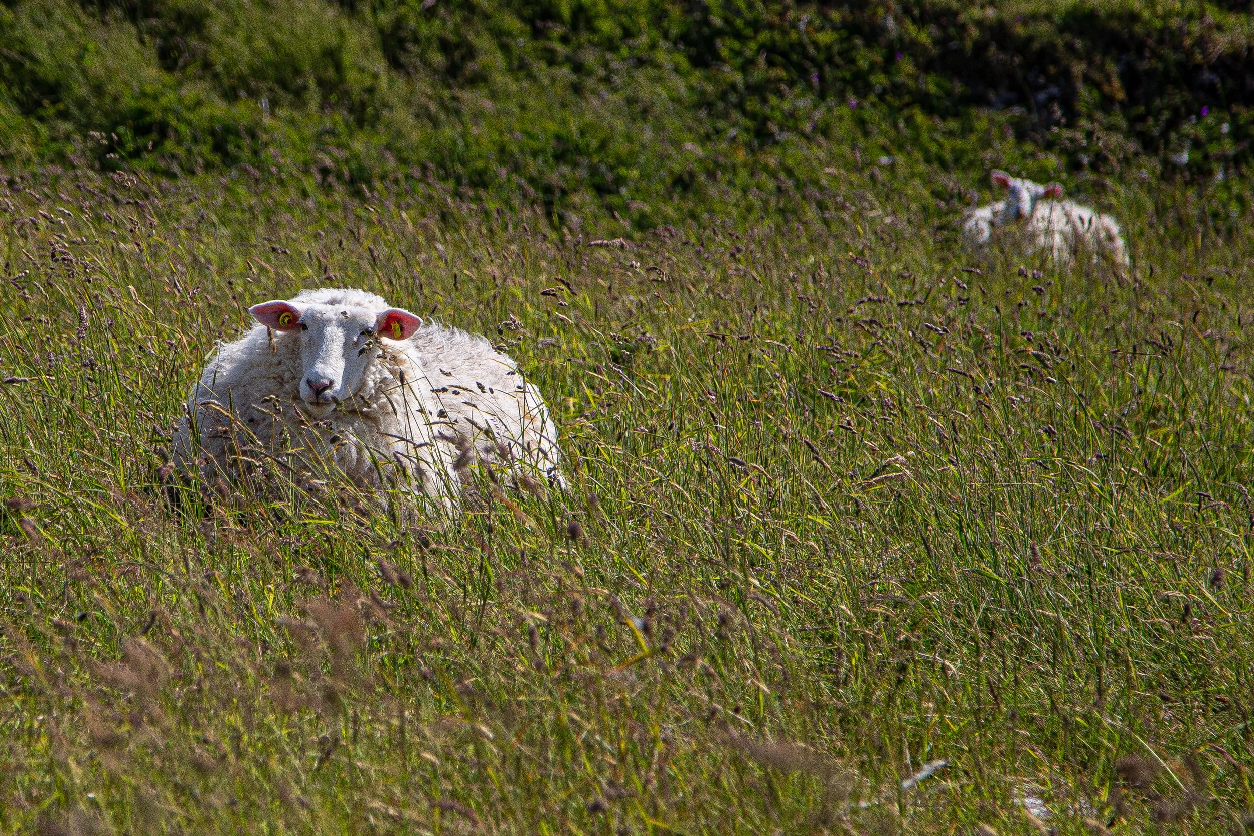 Inishmore 8