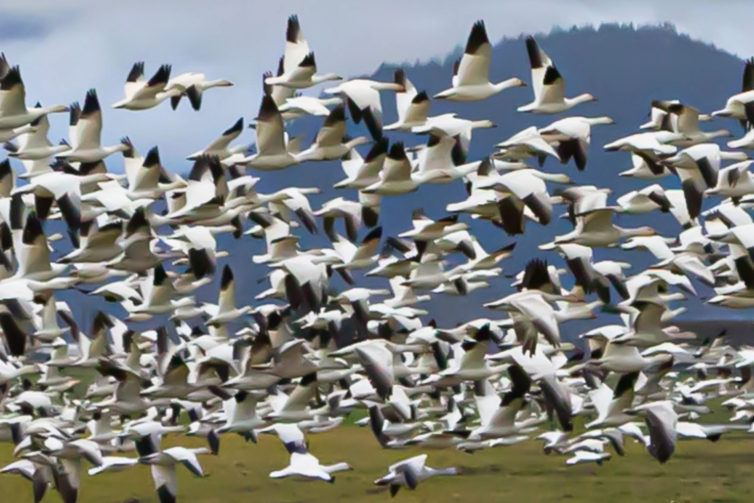 Goose Storm Skagit 1