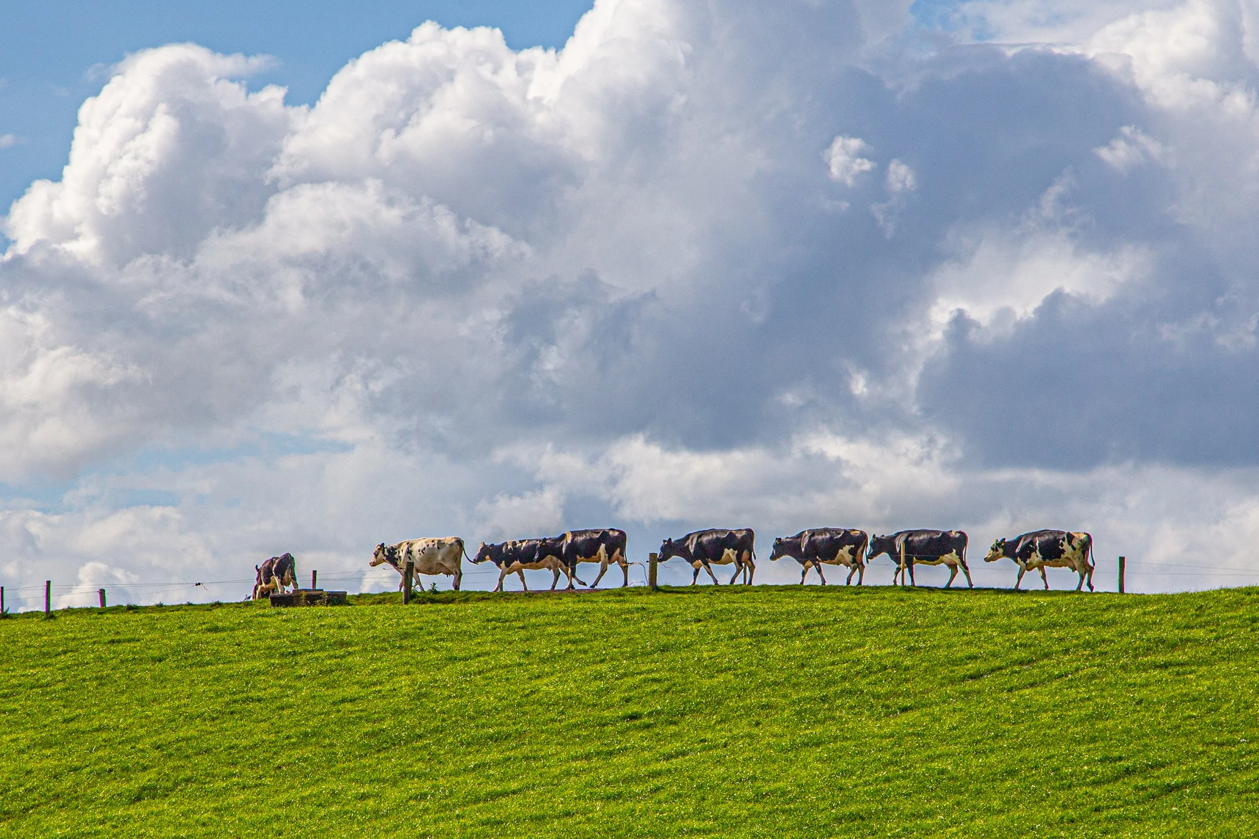 Mooving Day