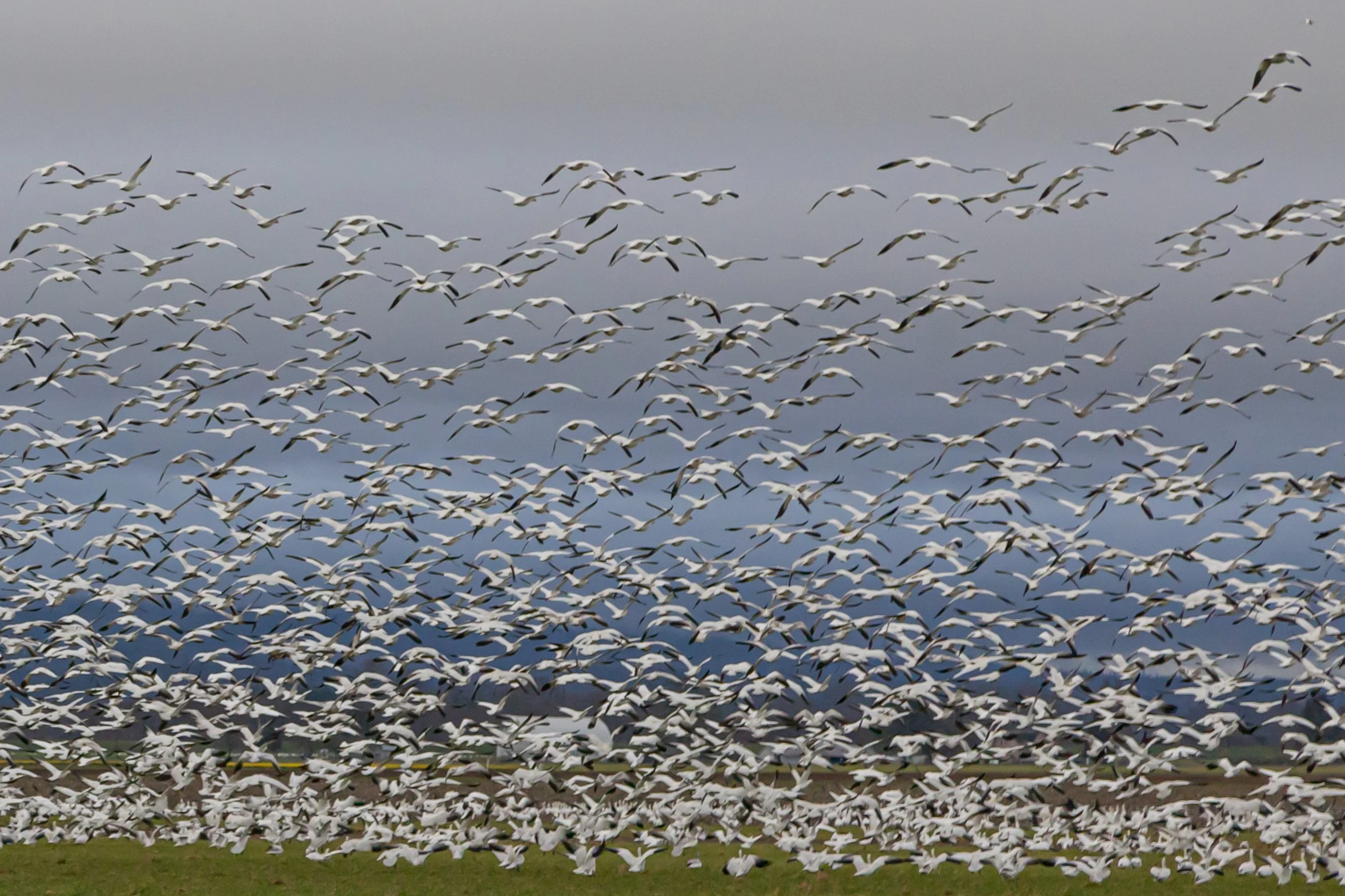 Goose Storm Skagit 2