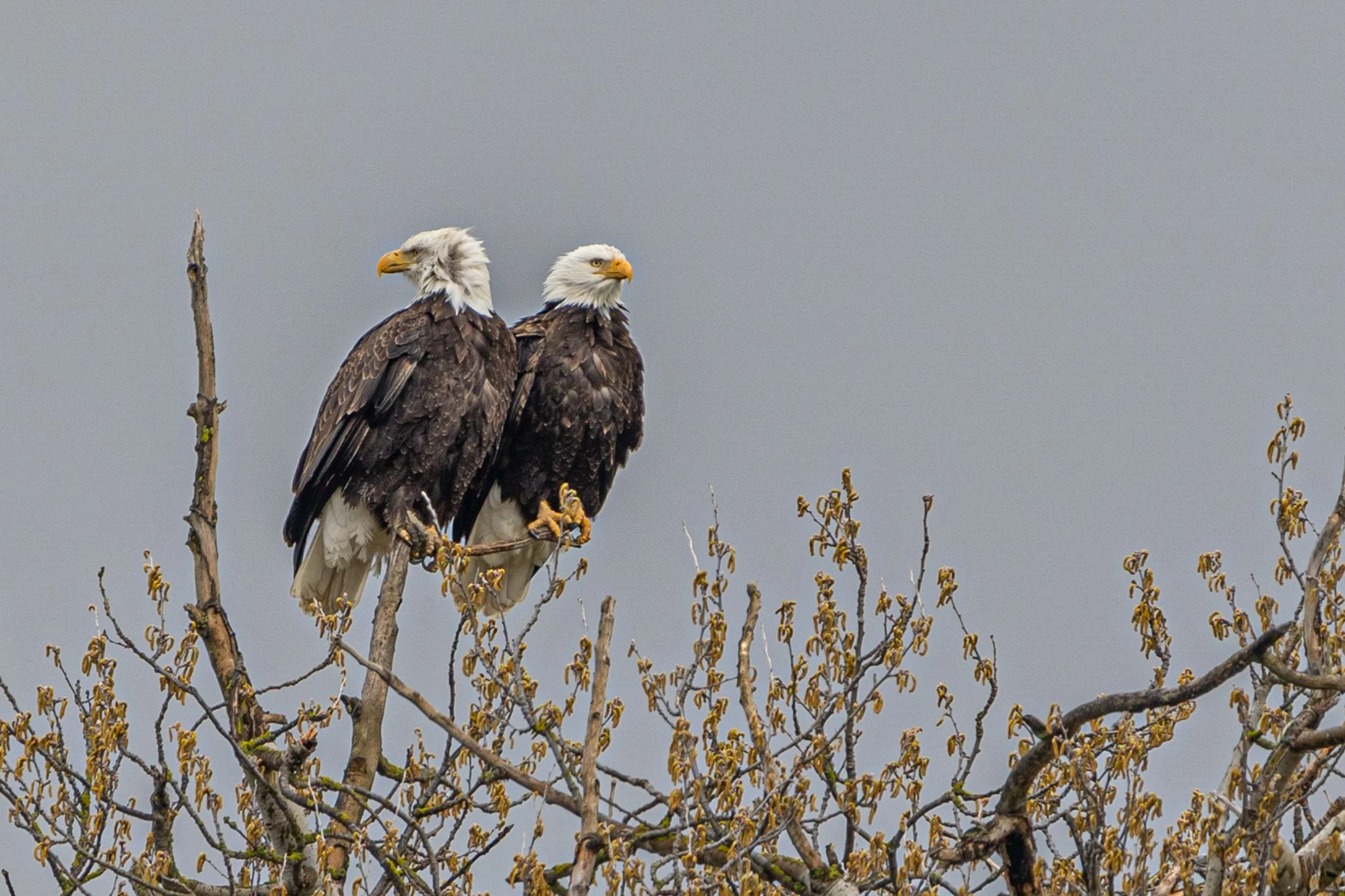 Fir Island Couple 2
