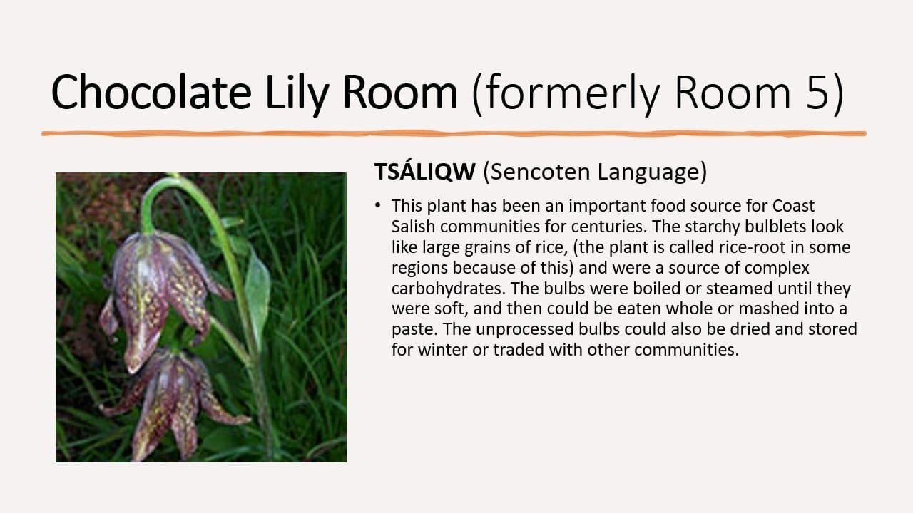 Chocolate Lily Room
