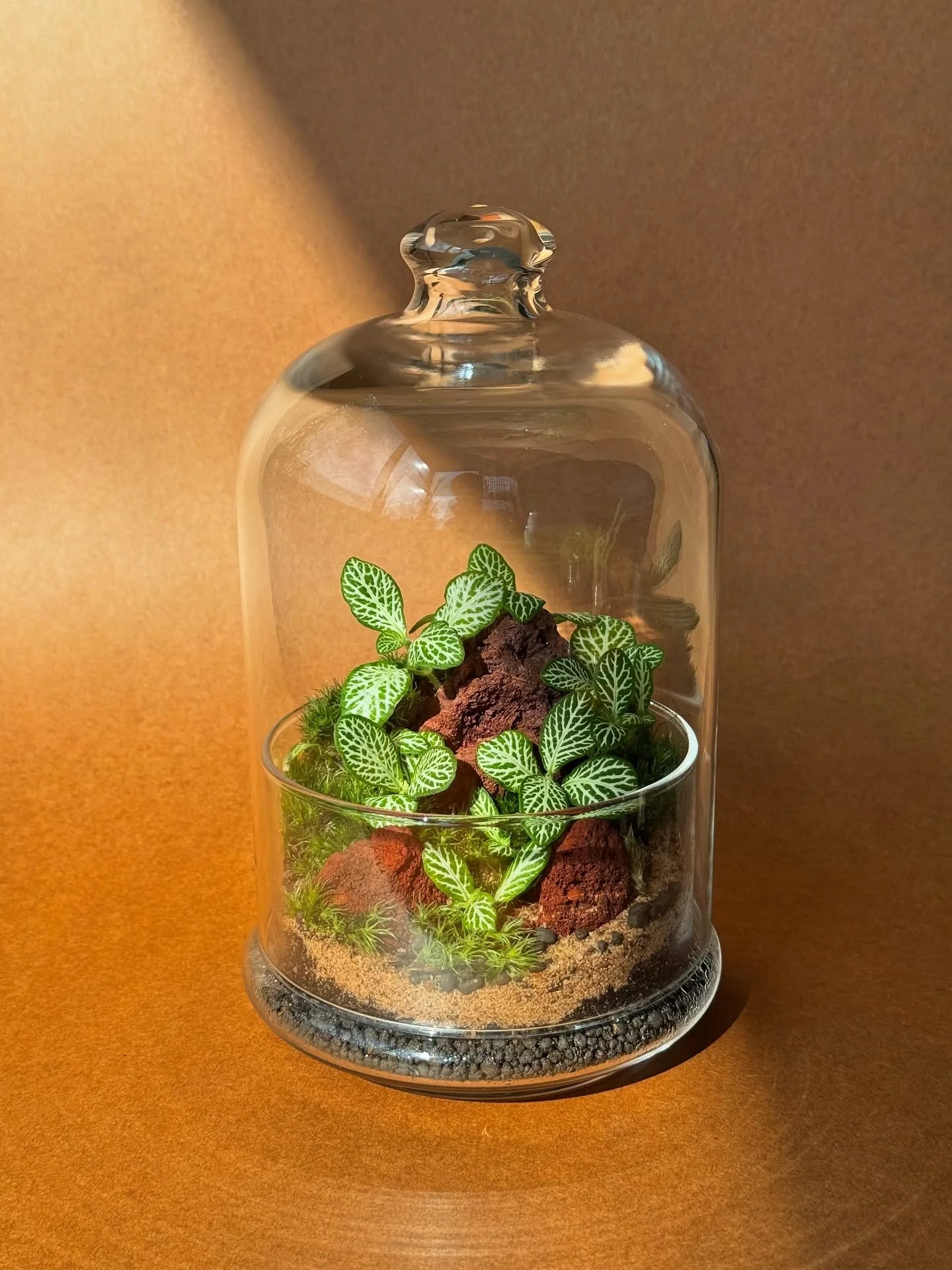 🌿✨Our Terrarium Shop is now open! ✨🌿
At Sunspace Interiors, we handcraft each terrarium with care and consideration, using organic soils, recycled glass and carefully chosen hardy plants that thrive in their environment. Every piece is unique, des