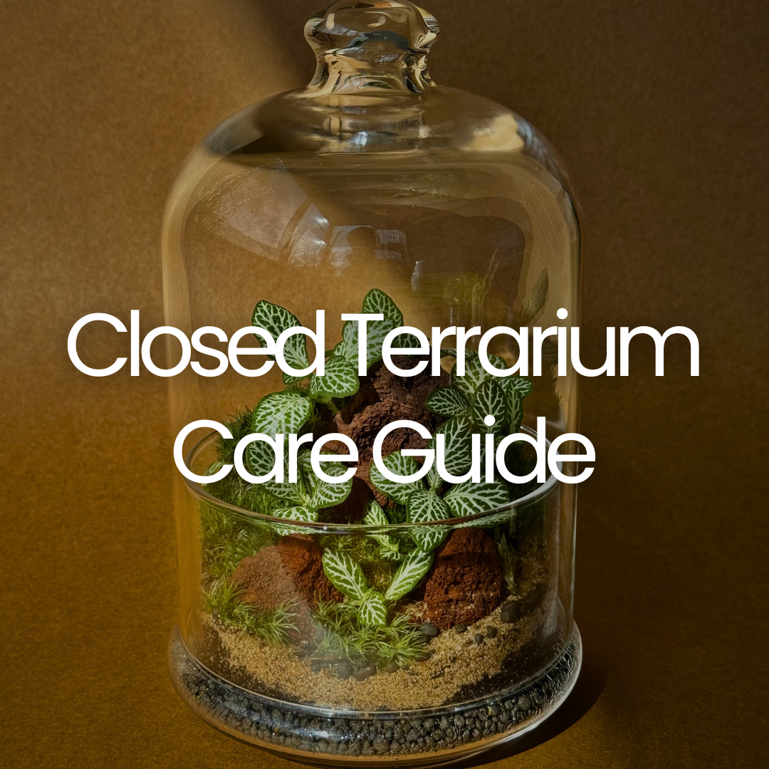 Closed Terrarium Care
