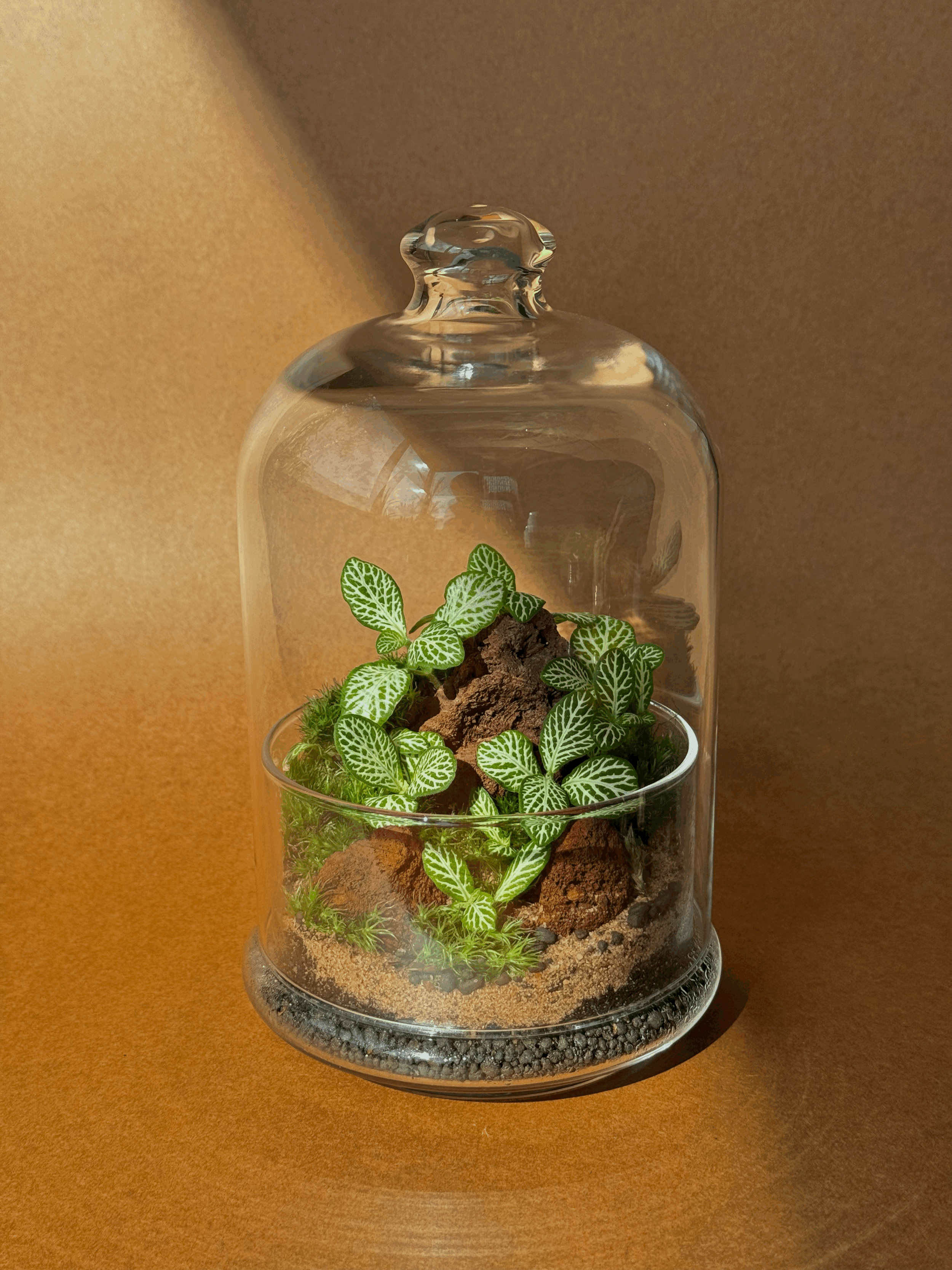 Nerve Plant Terrarium - Ready Made