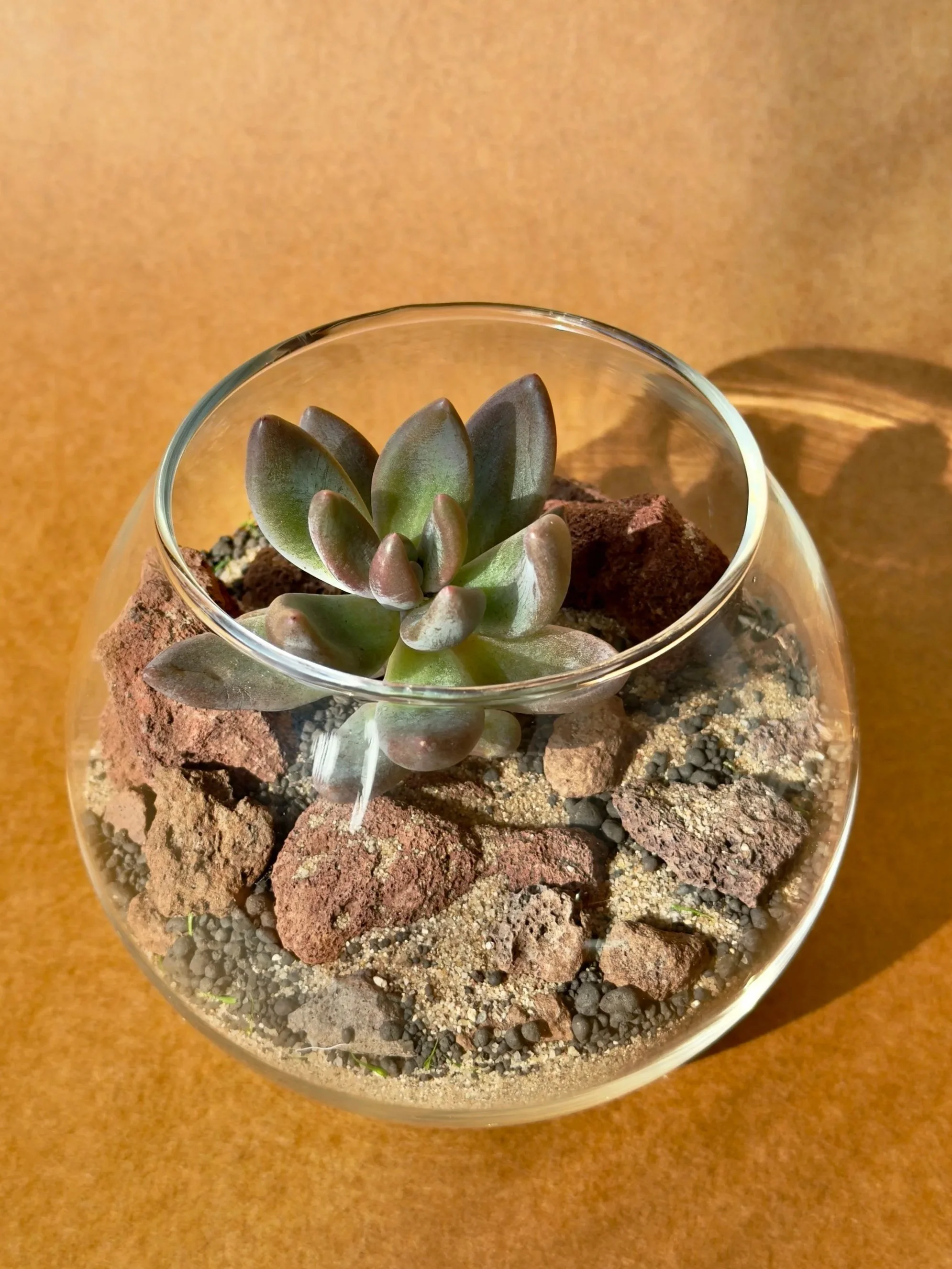 A custom made round glass terrarium with a succulent, several shells, moss, and soil, against a plain light background.