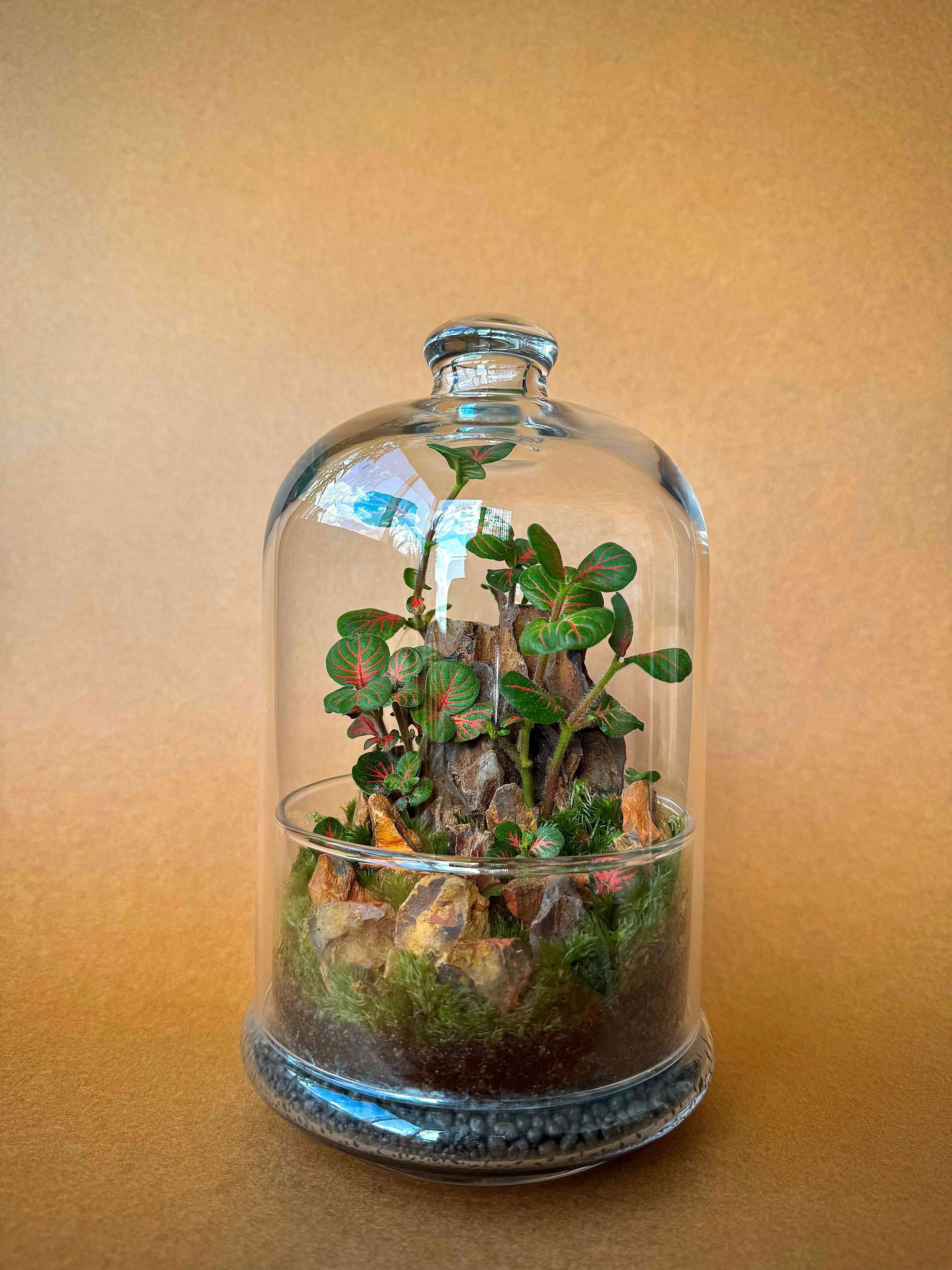 A glass terrarium with a plant, rocks, and moss inside, with a beige background.