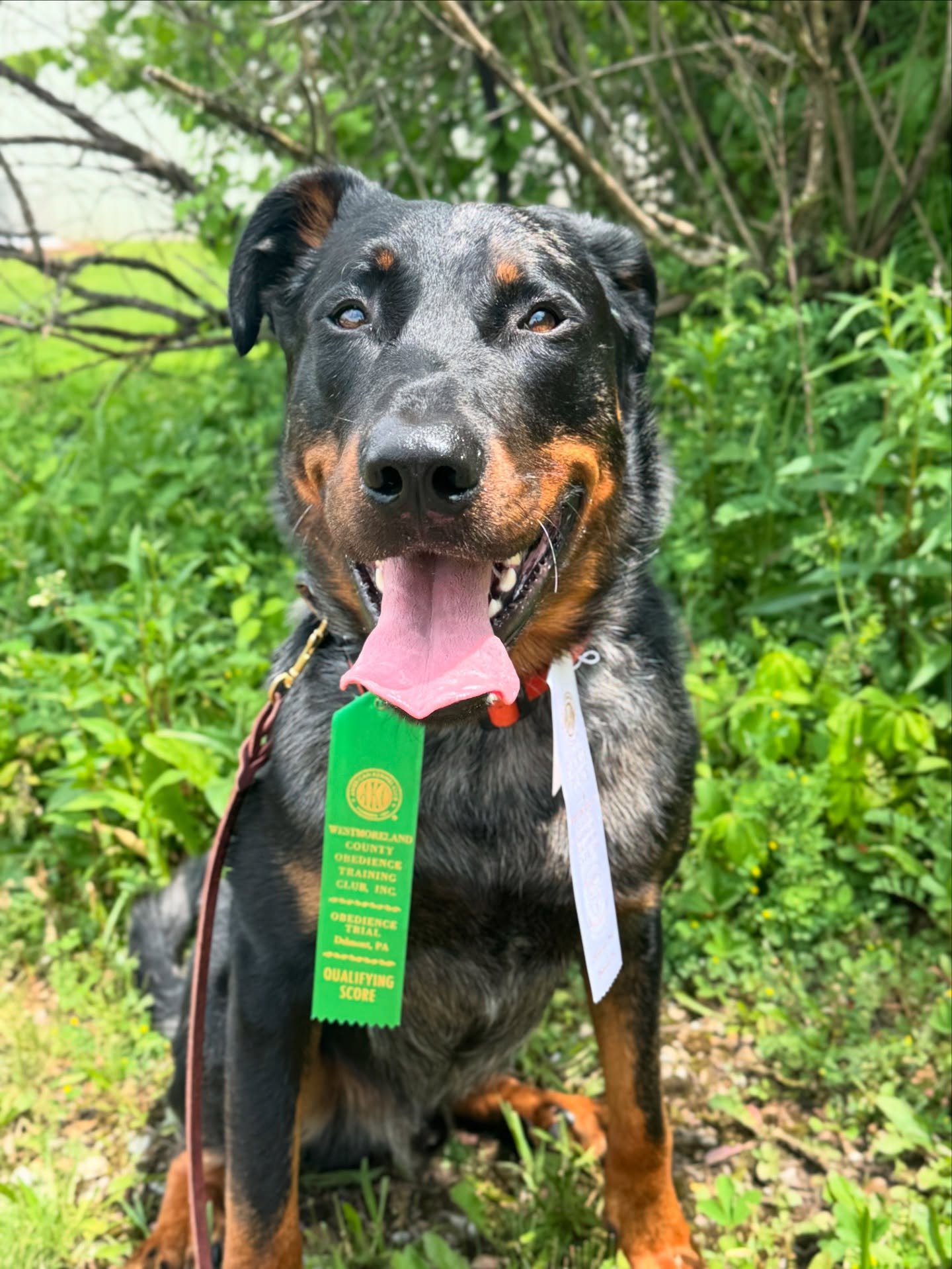 Brewster earned his first leg in Beginners Novice today and got fourth place! Thank you to @isthishowyouperson for helping us troubleshoot our heeling (and in fact it was the only portion I didn&rsquo;t worry about). 

2 more legs to go for his BN ti