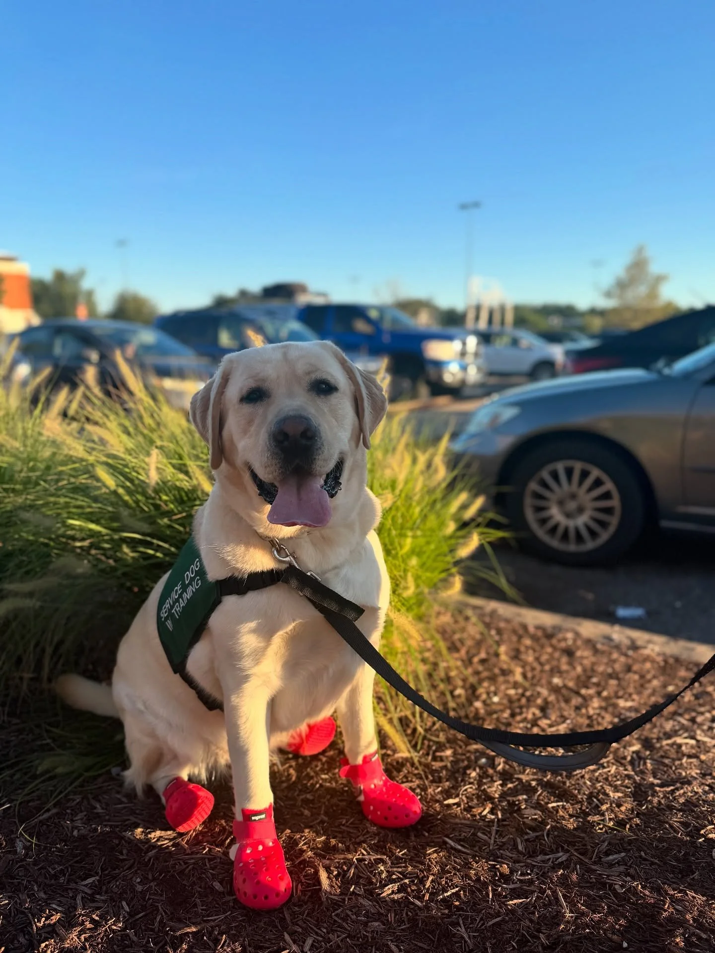Auggie crushed his outing to a grocery store! His first time in such a difficult environment (especially for a lab) made me so proud of Emily and Auggie. 
.
.
#labrador #servicedog #servicedogintraining #phenomenalcanine #phenomenalcanineservicedog