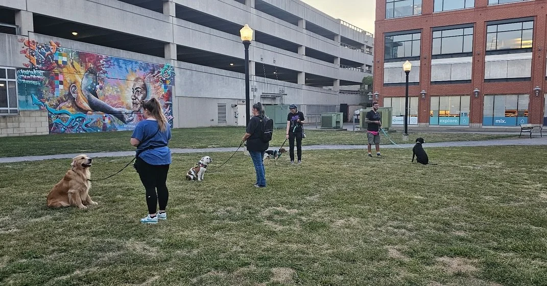 I&rsquo;m so excited about the CGCU class! In six weeks these dogs are going to be the best behaved dogs in south side.

#phenomenalcanine #dogtraining #cgcu