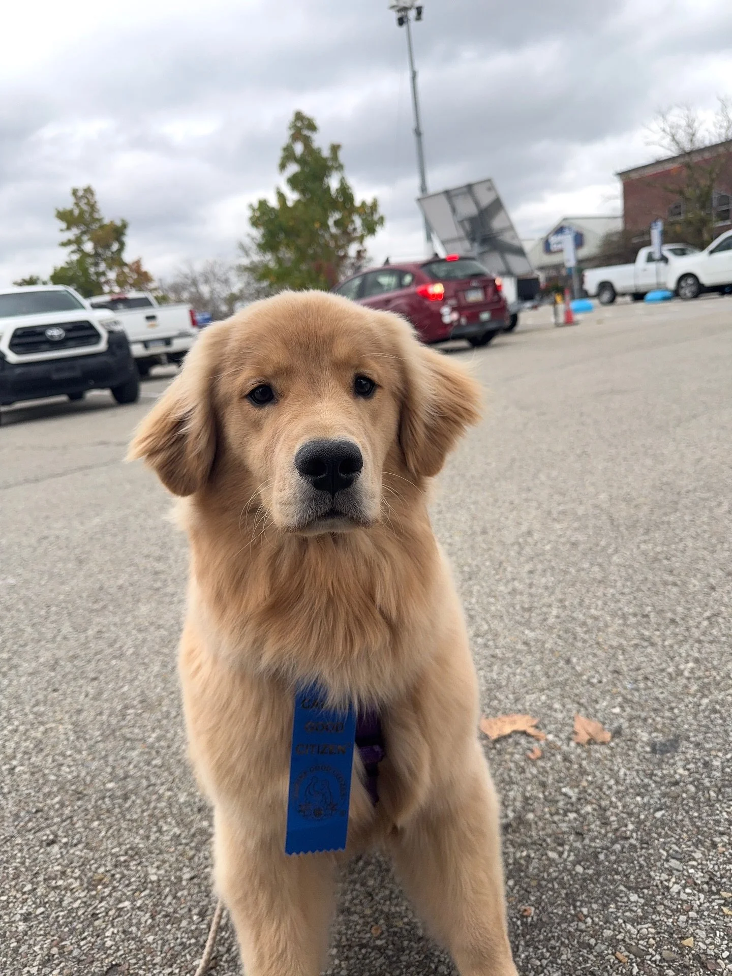 Nala knocked it out of the park passing her CGC at six months old! So proud of this team with their hard work learning all those skills.
.
.
#goldenretriever #sdit #phenomenalcanine #akccanimegoodcitizen #cgc