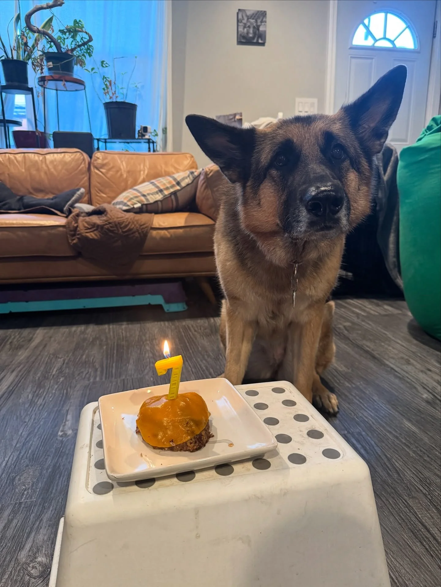 Happy birthday to the girl that started it all! The reason why I created Phenomenal Canine to fill that gap in service dog training that didn&rsquo;t exist the way I needed it.
.
.
#phenomenalcanine #gsd #birthday