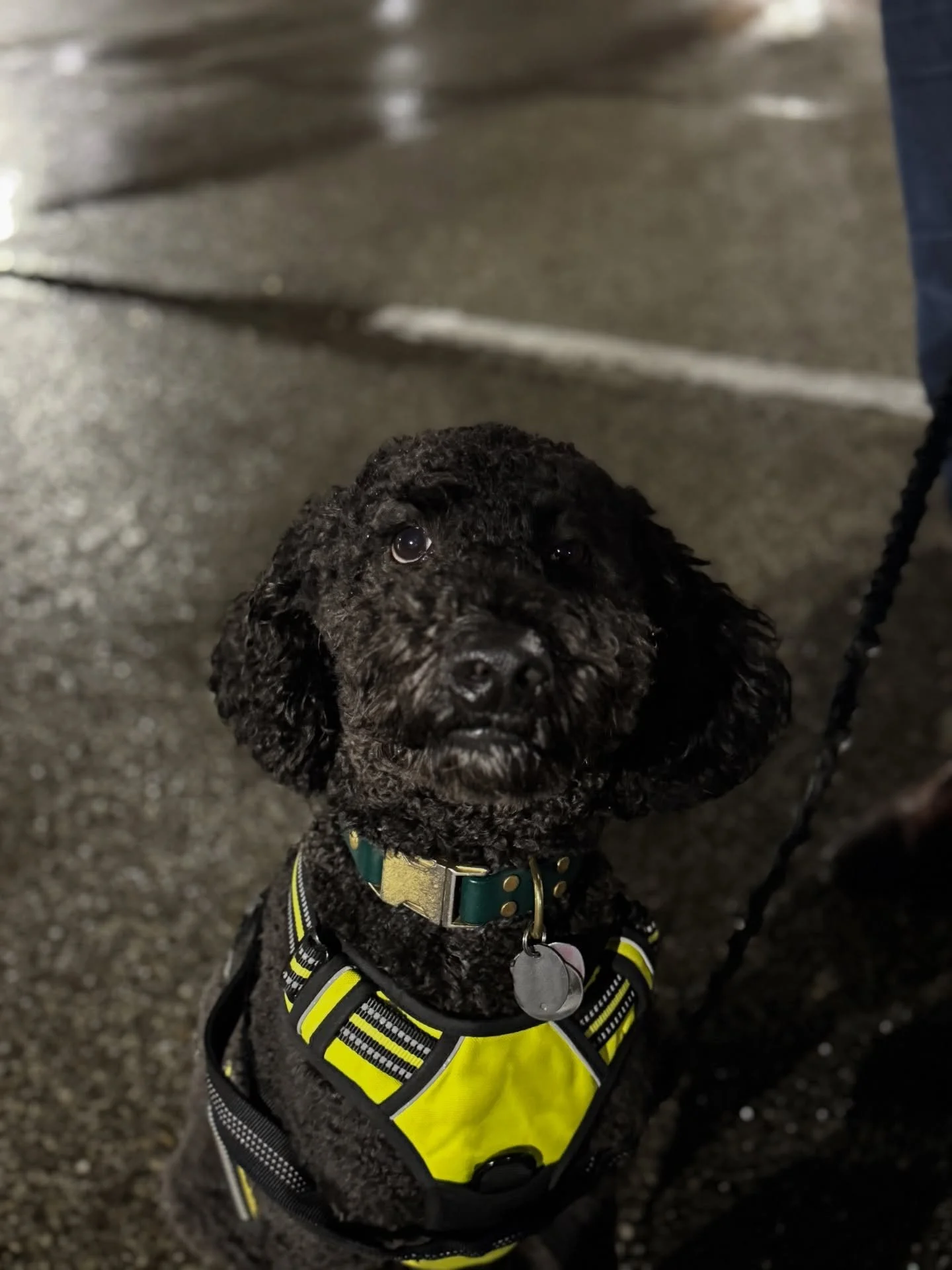 Congrats to Ted and Hades for passing their cgc tests! Lovely dogs who I had the pleasure of seeing from their gotcha day to now.