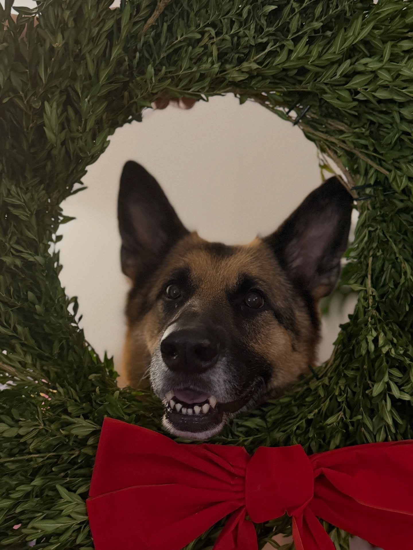 Happy holidays from Phe and Brewster! 
#gsd #beauceron