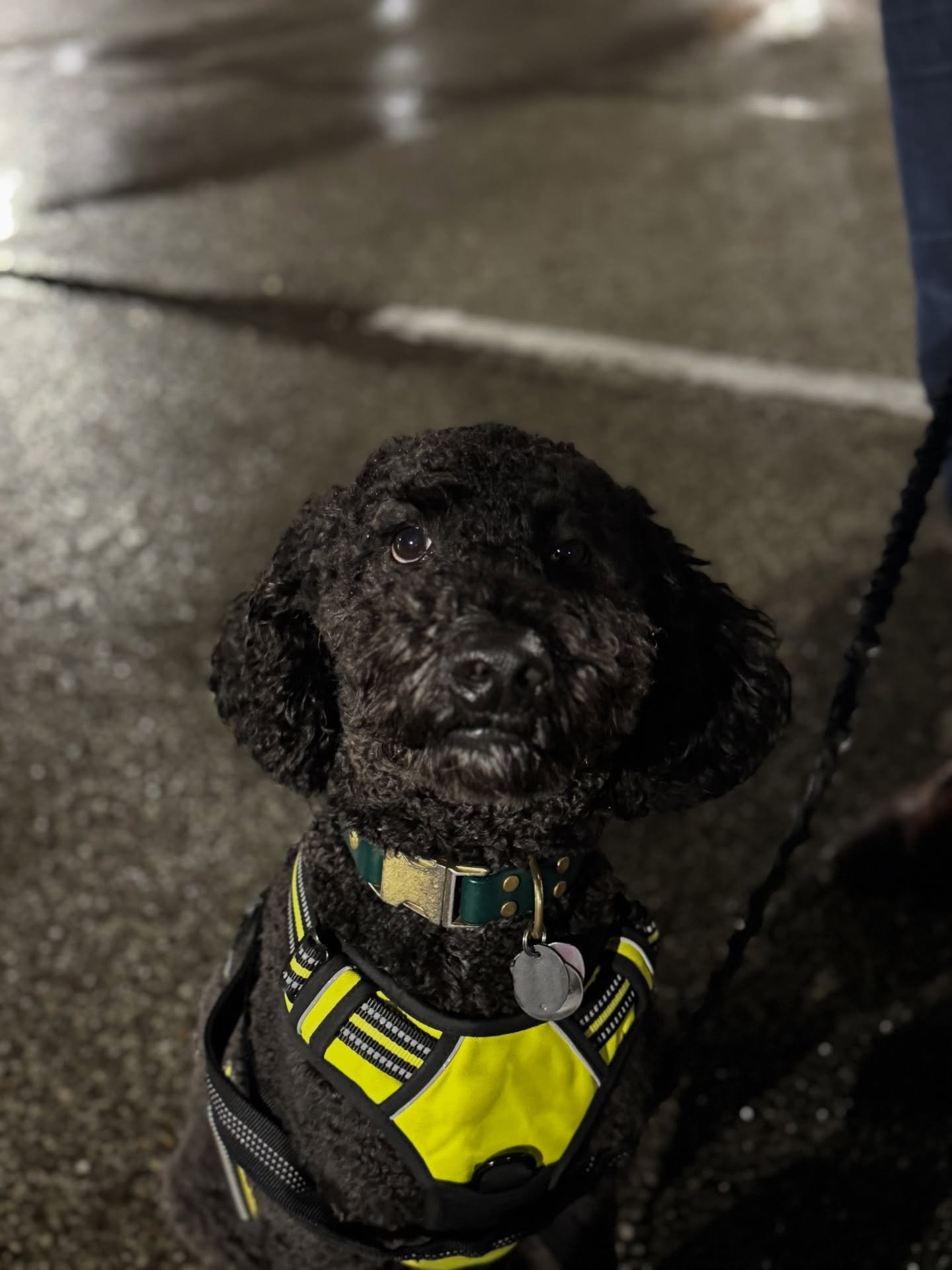 Congrats to Ted and Hades for passing their cgc tests! Lovely dogs who I had the pleasure of seeing from their gotcha day to now.