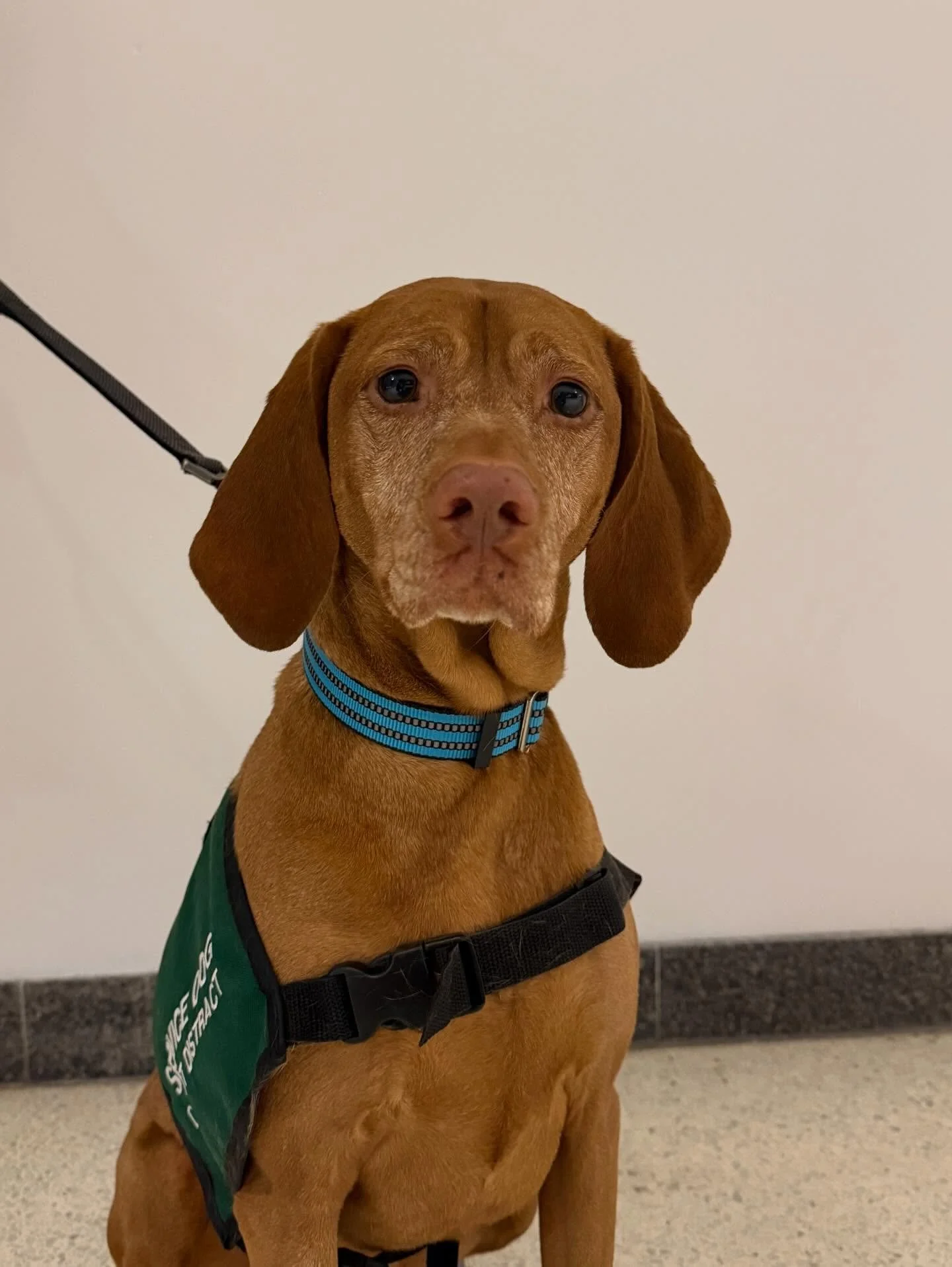 Congrats to Penny for passing her yearly graduation test! Team Starlee and Team Finn are also hard at work showing off their skills. 

#sdit #sd #servicedog #servicedogintraining #phenomenalcanine