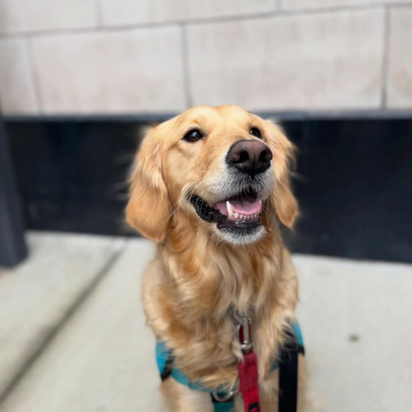 Congrats to Summer for officially passing our graduation test! This team has a lovely relationship and tackled a busy Friday at the mall beautifully. 

I&rsquo;m so glad I could meet Summer and help them grow into a wonderful service dog team.
.
.
#p