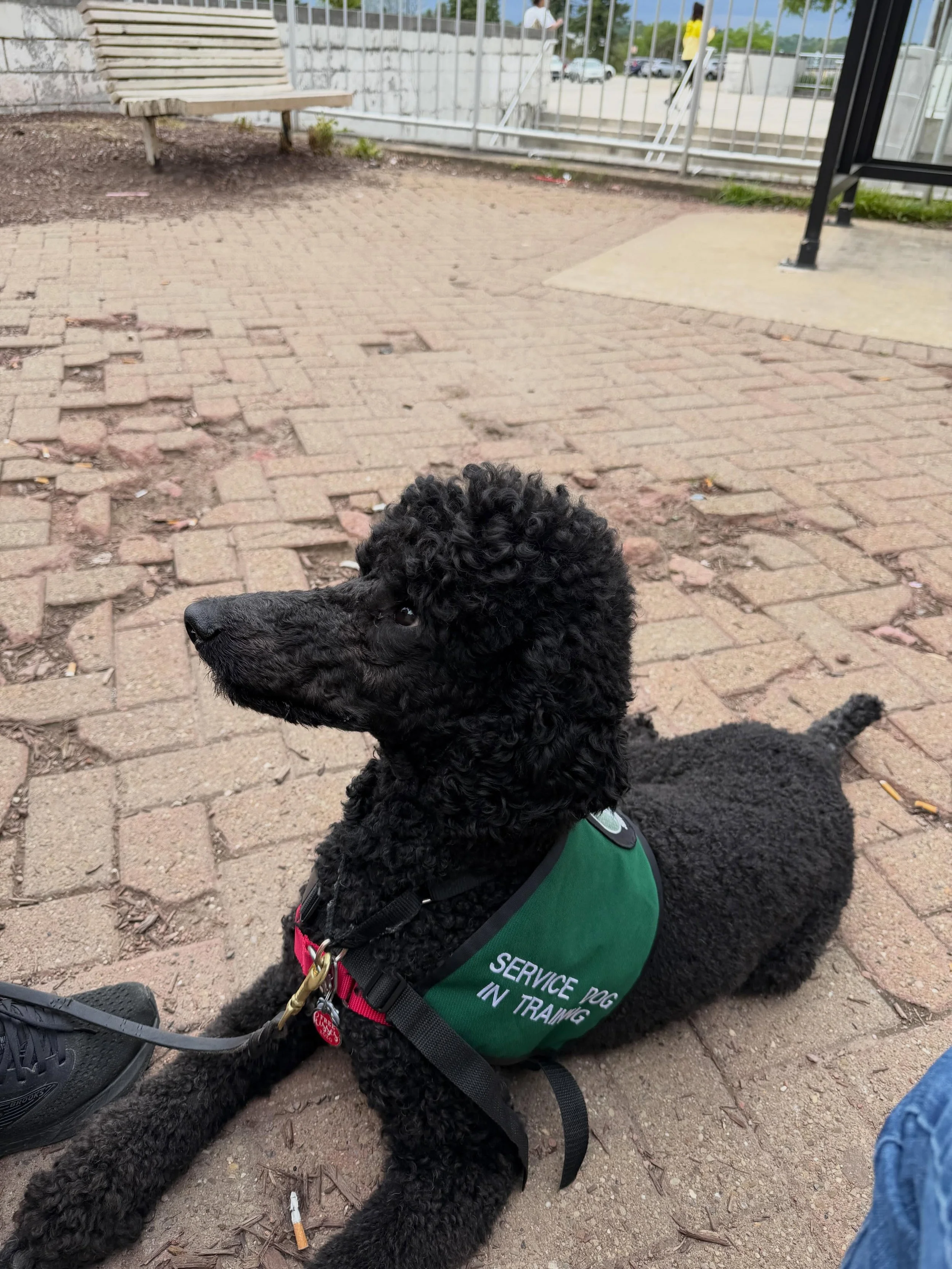 I am so so proud of team Hades! Overcoming challenges and starting their very first non pet friendly public access. 

#servicedog #servicedogintraining #phenomenalcanine #ccpdtdogtrainer