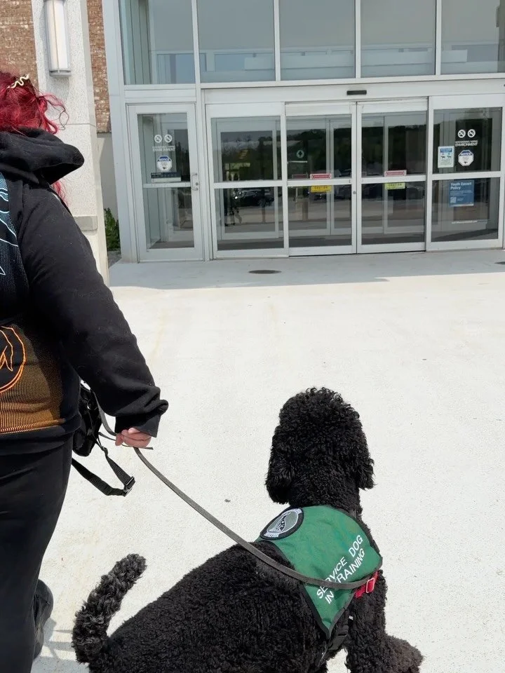 Team Hades showing how they practice approaching doors and walking in a new space. 

Every service dog learns everything from how to approach big automatic doors to entering big echoey spaces calmly without pulling. 

Phenomenal canine is opening up 