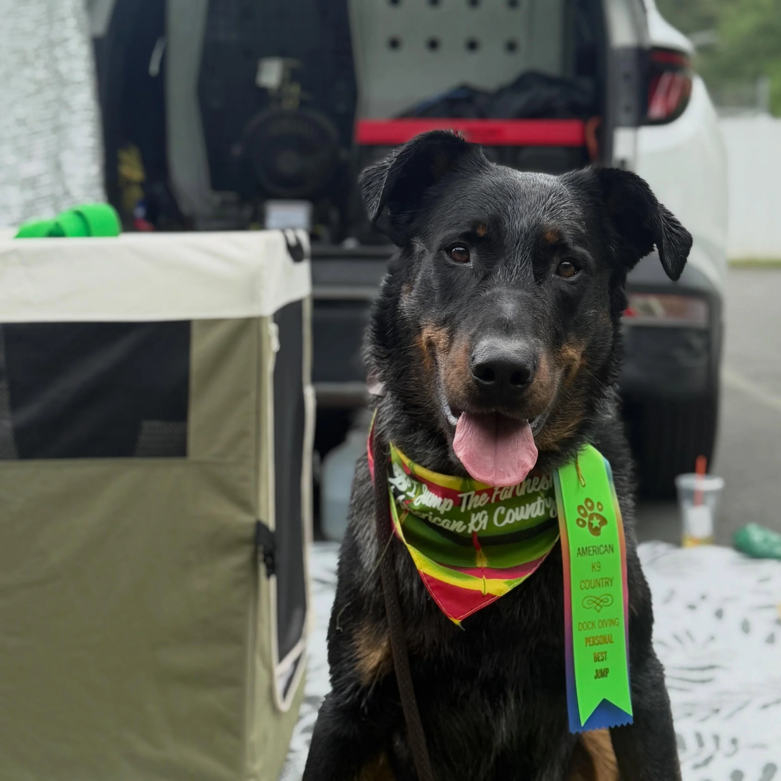 Brewster competed in dock diving today and it had me thinking about my students who do sports with their dogs.

A service dog can be fulfilled with play, exploration, love, and training but it&rsquo;s always wonderful to see students finding that ext