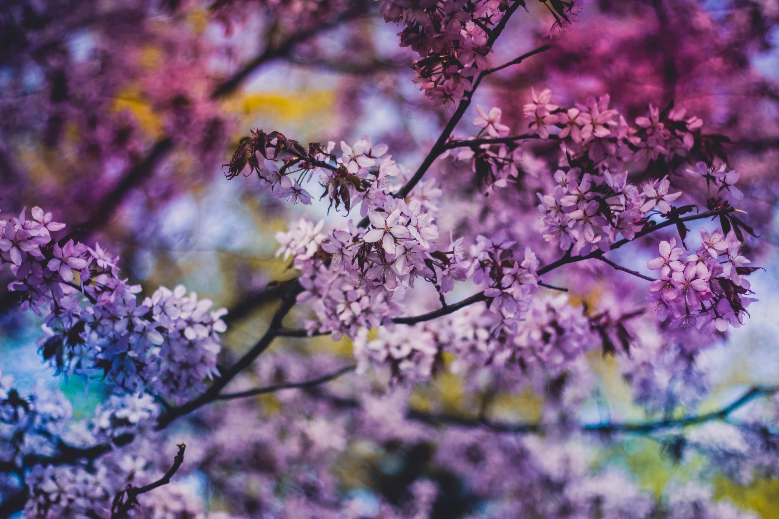 Wild & Sacred Feminine Embodiment Coaching photo of a tree with brightly coloured flowers
