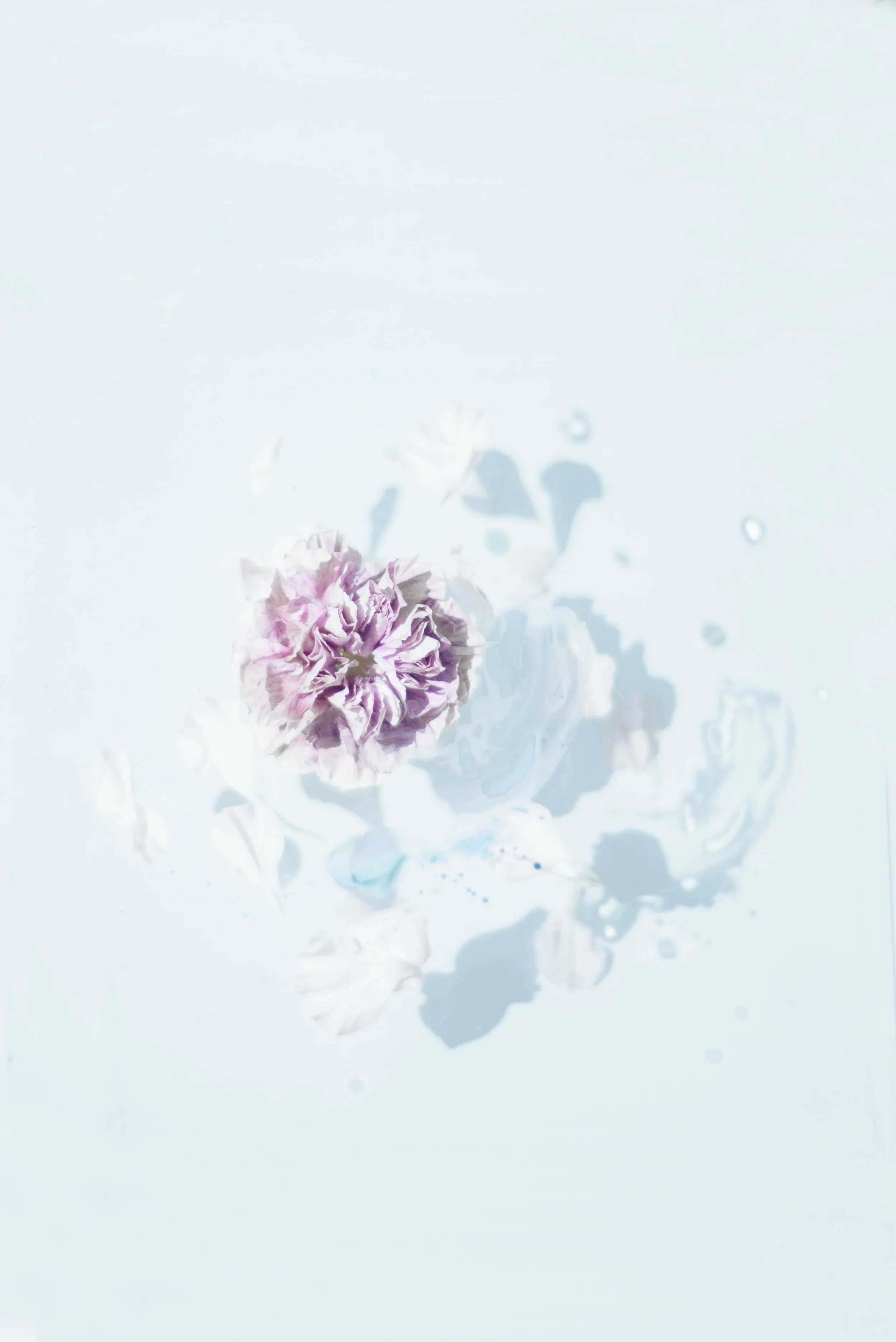 Wild & Sacred Feminine Embodiment Coaching photo of a pale purple flower and petals floating on water