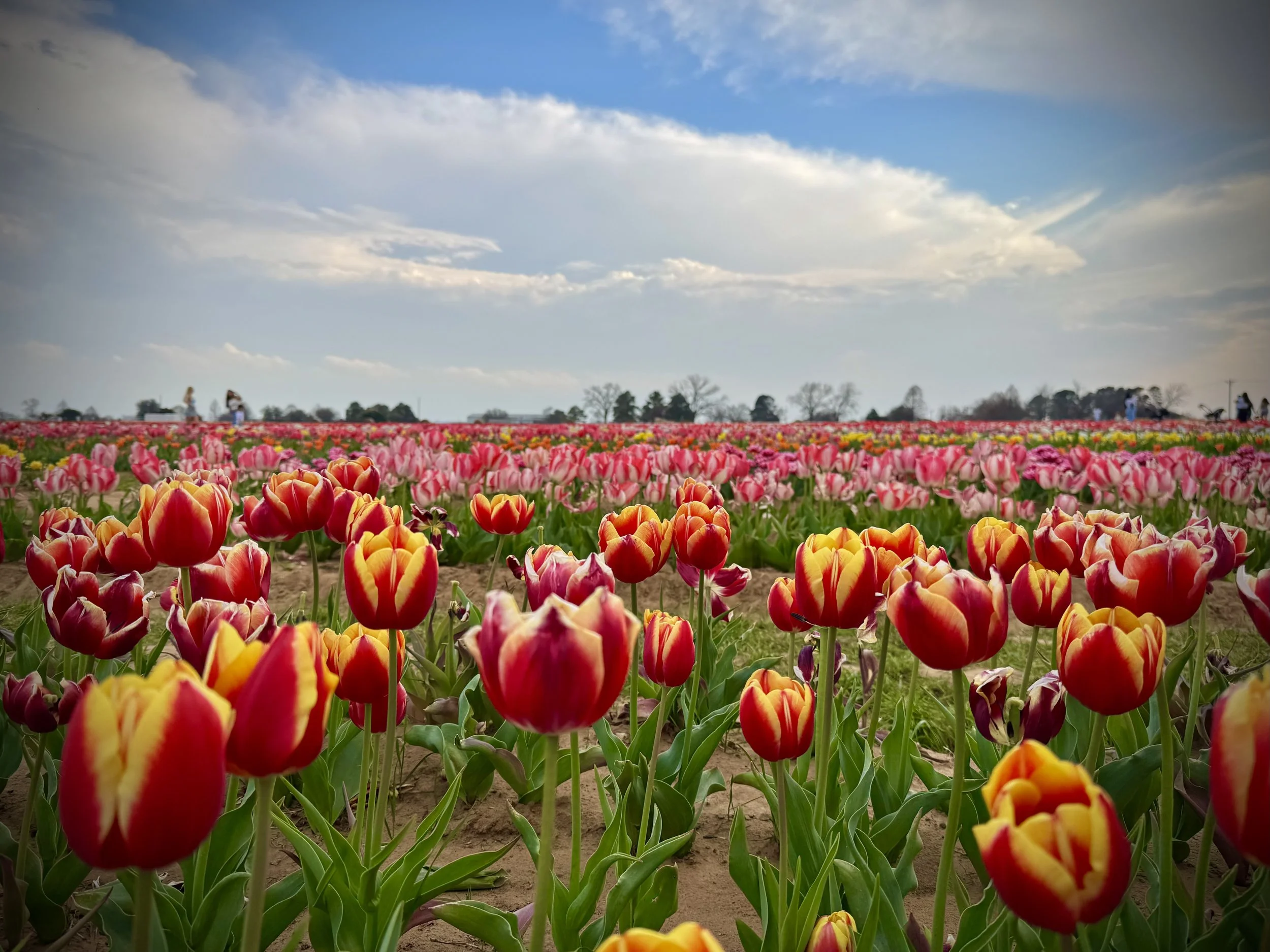 Getting Lost Can Bloom New Things: A Spring Discovery Outside Celina