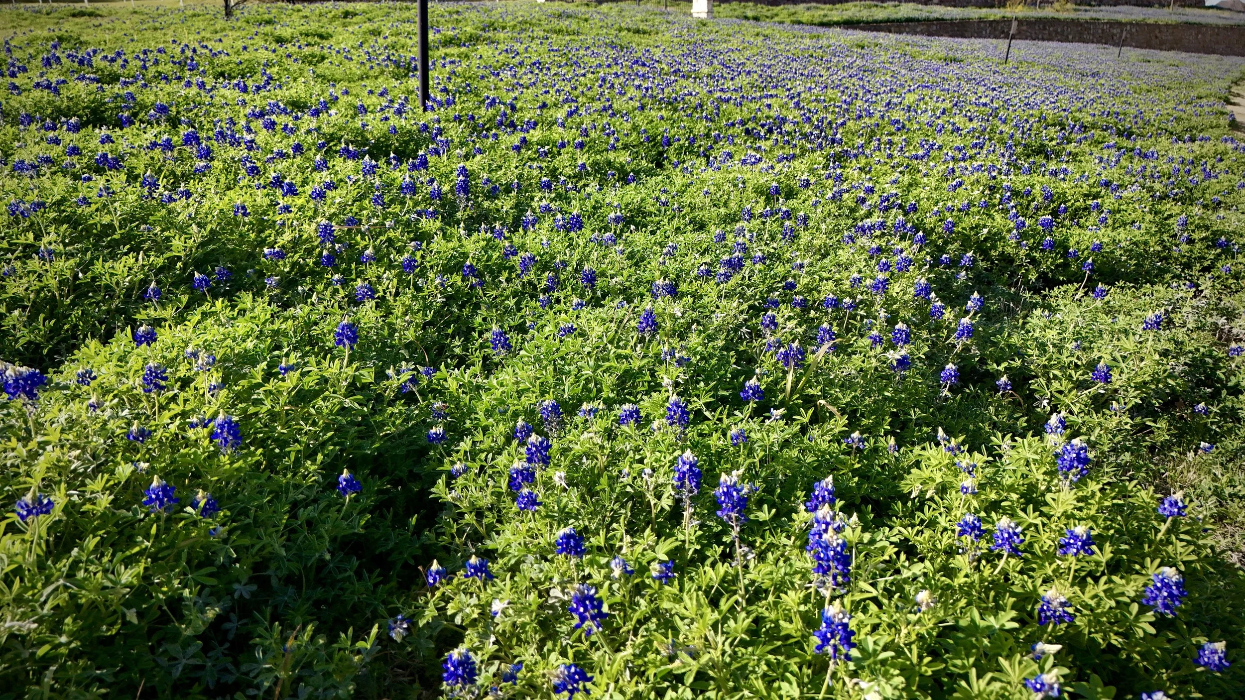 When Community Comes Through, Finding Bluebonnets