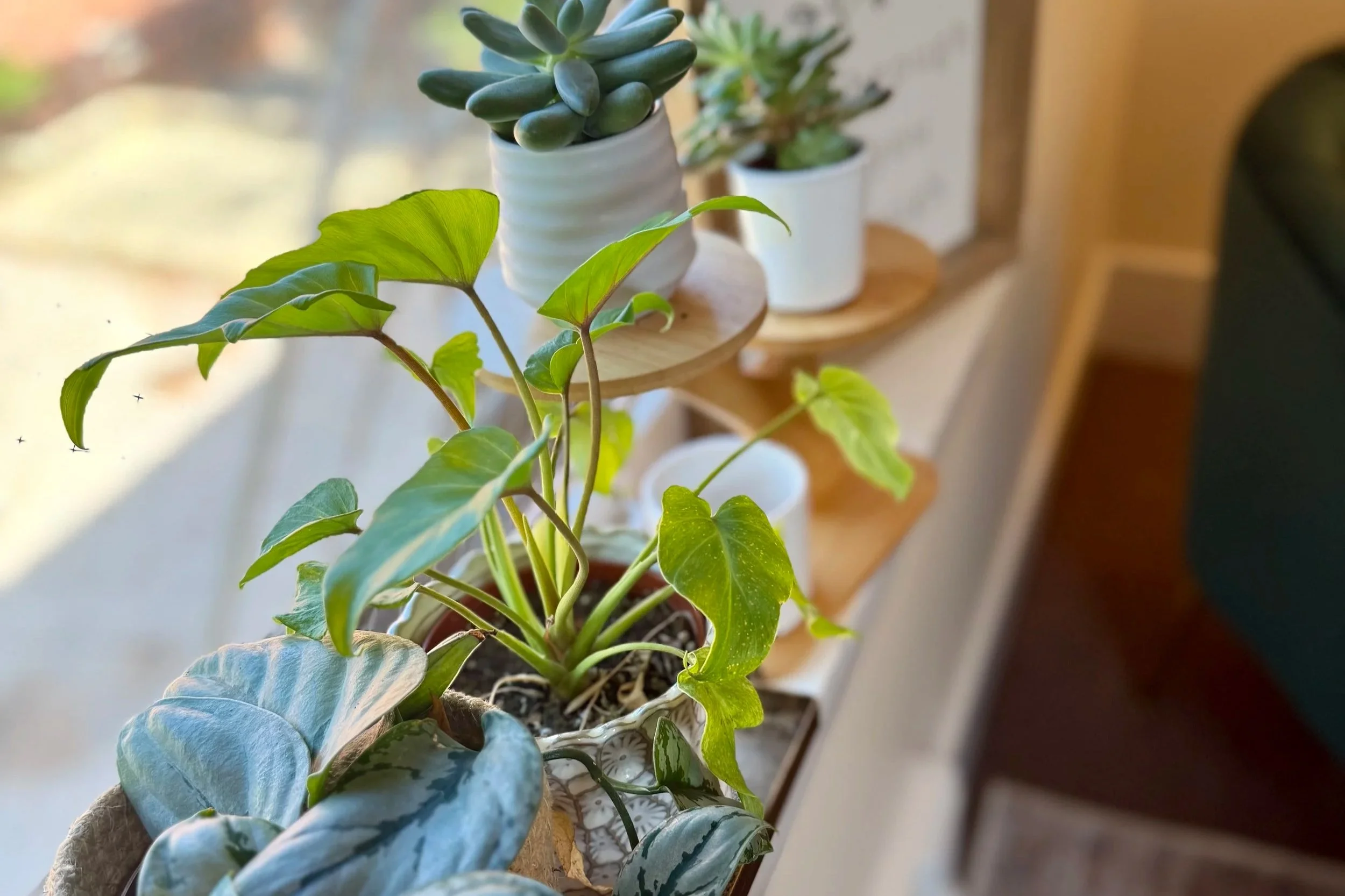 Indoor houseplants on a window sill in white pots, including a pothos with green leaves and a succulent in a white pot.