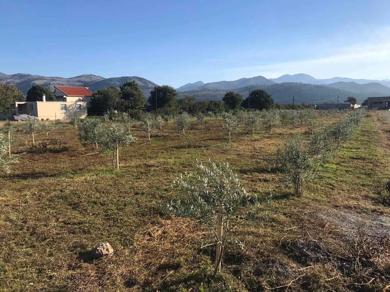 Villa Olio — site