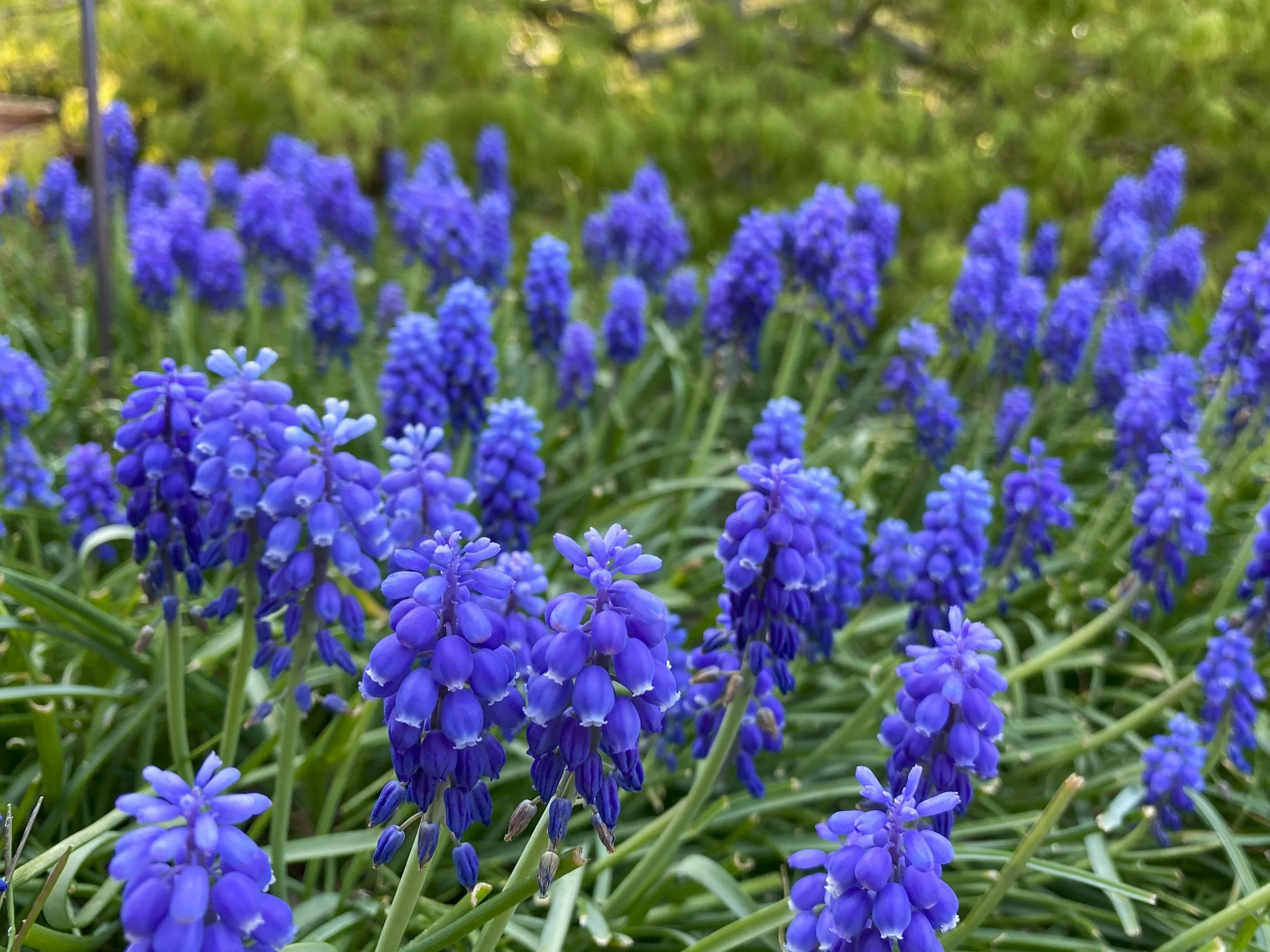 Muscari armeniacum or grape hyacinth