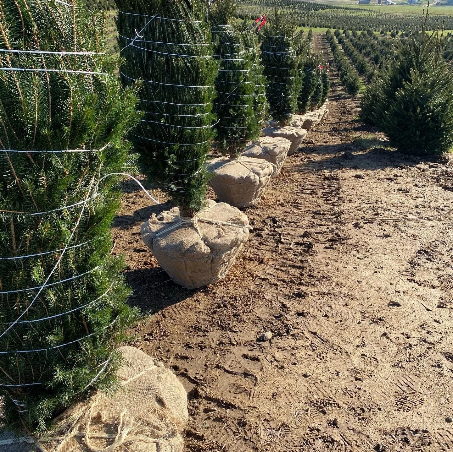 B&B Picea abies or Norway spruce