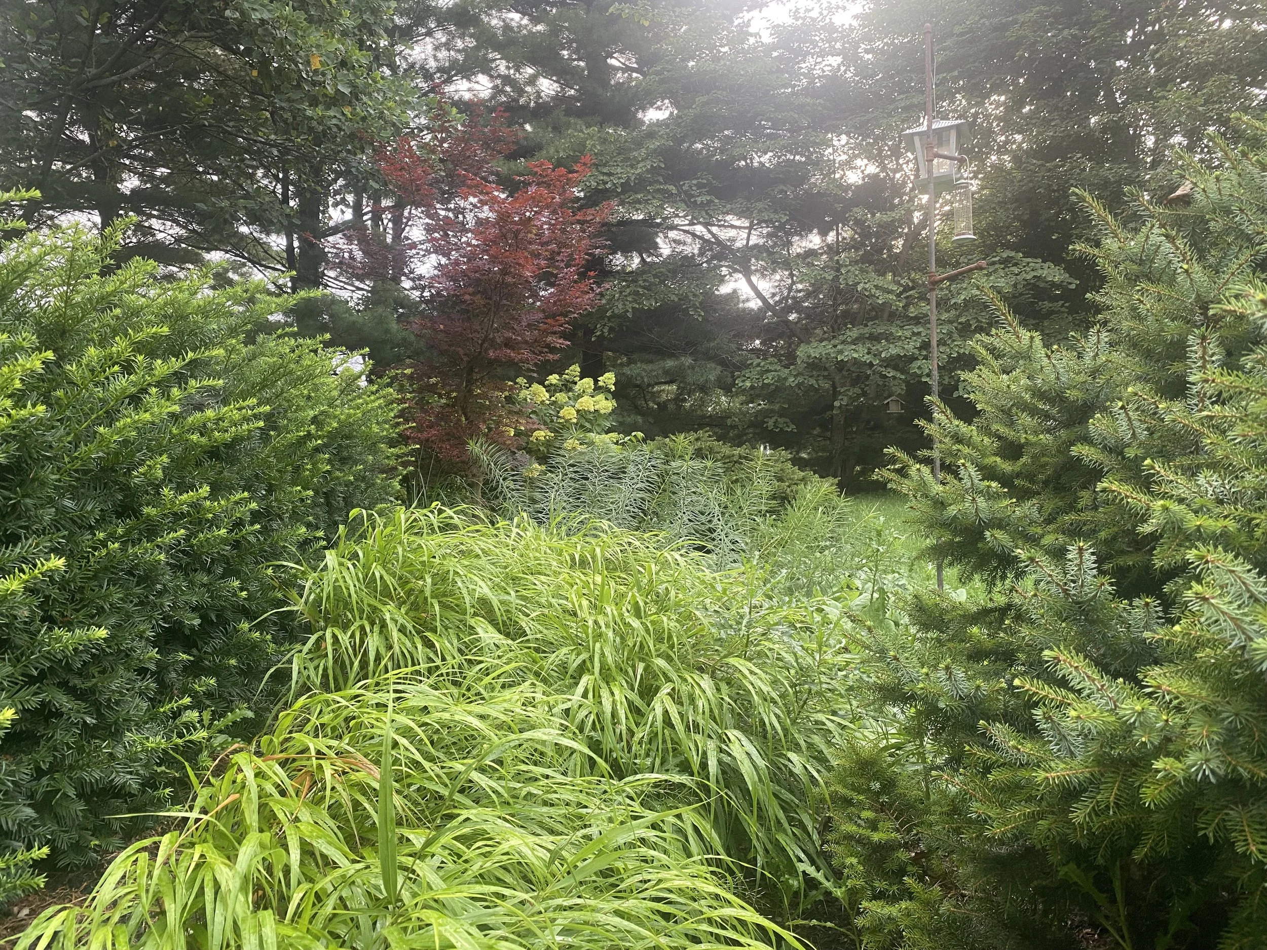 Lush green garden with various plants, bushes, and trees, including some with red and yellow leaves, and a bird feeder hanging from a pole, with a cloudy sky overhead.