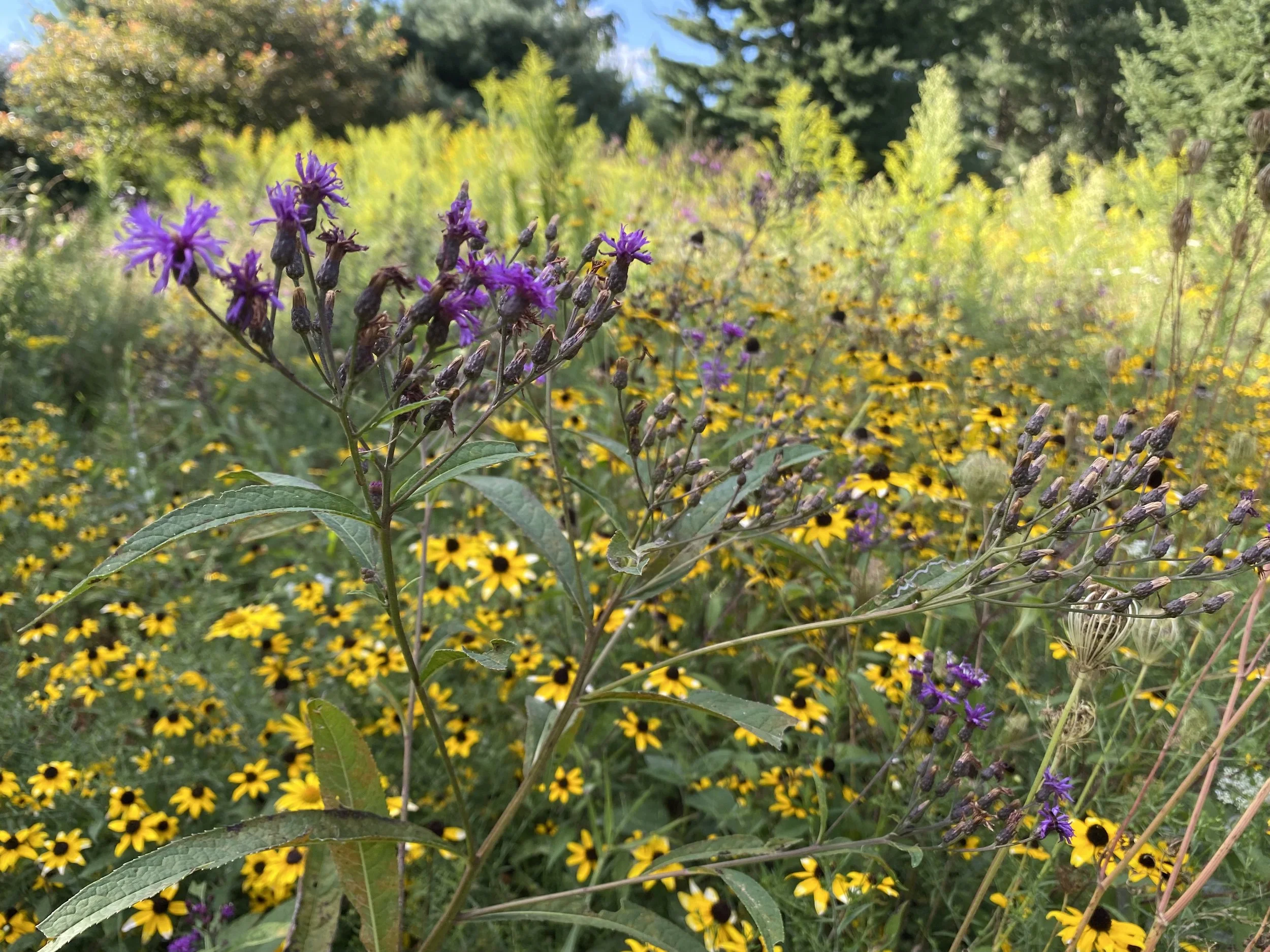 A close-up of purple wildflowers with yellow and black daisies in the background in a garden or field. Native wildflower meadow