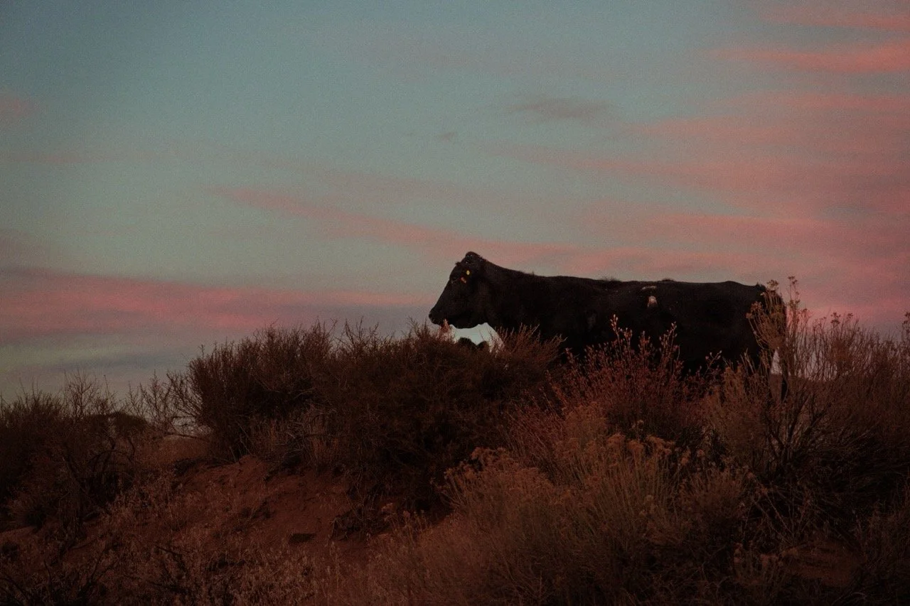 Cows (5 of 7) copy Large.jpeg