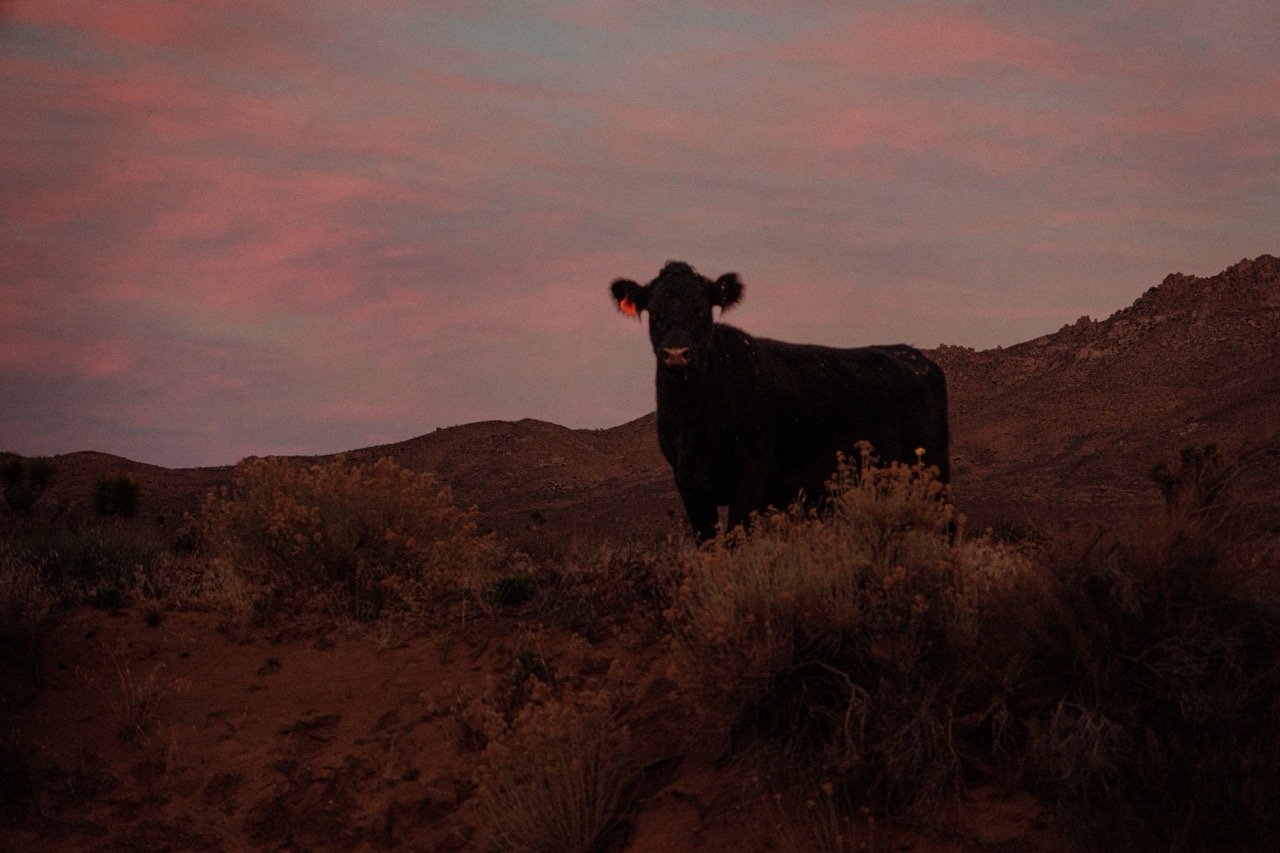 Cows (6 of 7) copy Large.jpeg