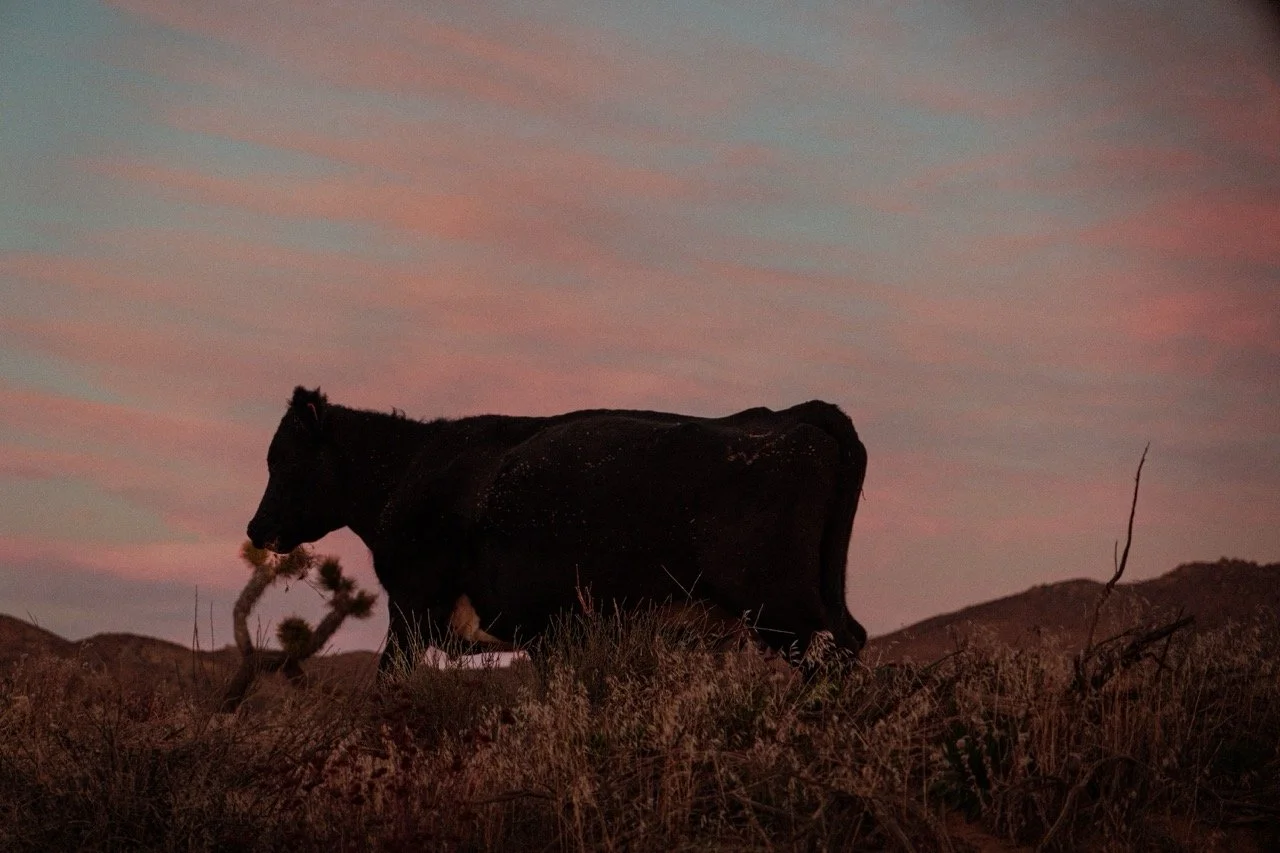 Cows (3 of 7) copy Large.jpeg