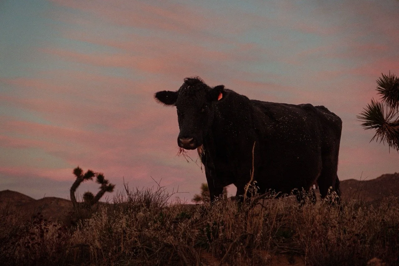 Cows (2 of 7) copy Large.jpeg
