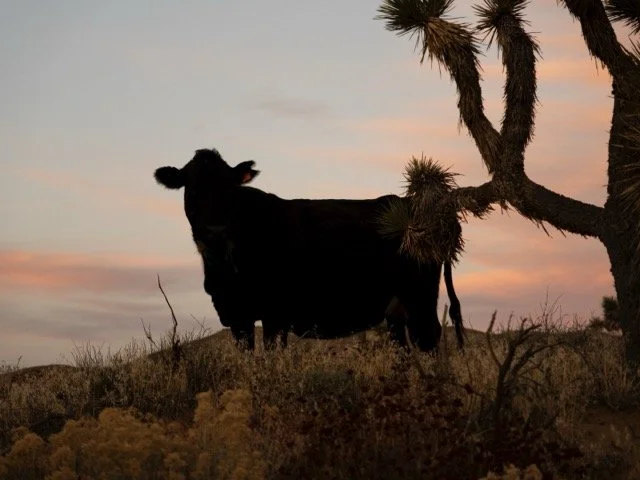 Cali Cow (2023), 2024-25 Undergraduate Art Exhibit