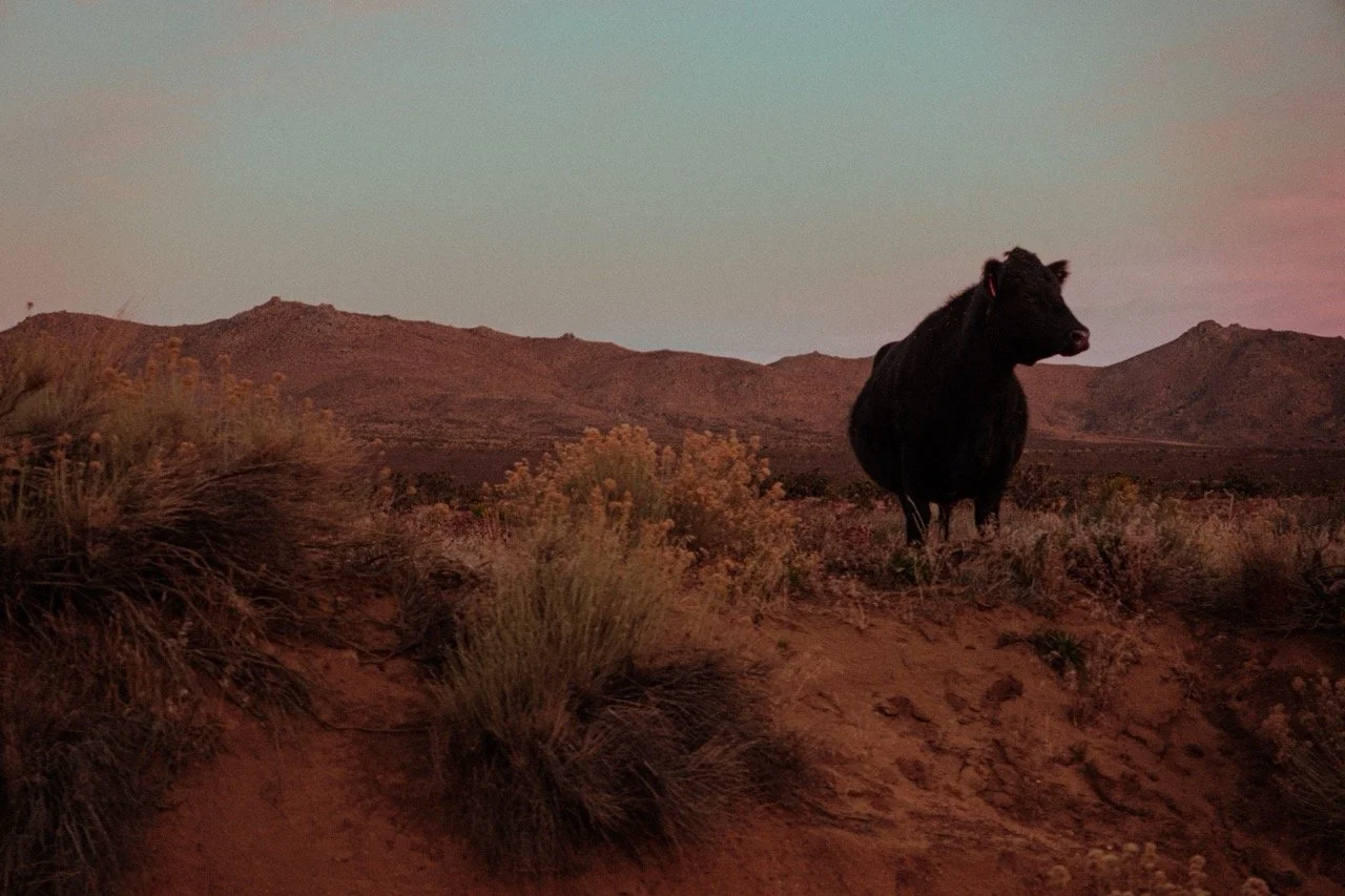 Cows (7 of 7) copy Large.jpeg