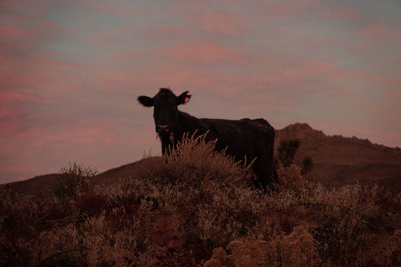 Cows (4 of 7) copy Large.jpeg