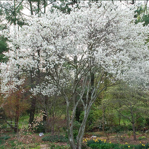 Serviceberry1.png