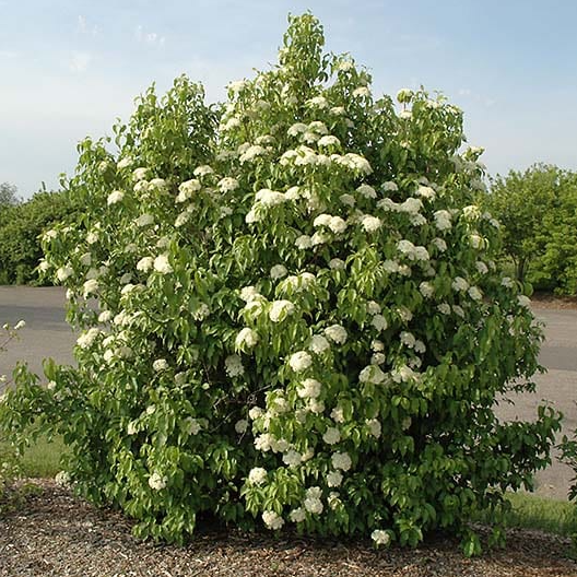 Nannyberry (Viburnum Lentago)