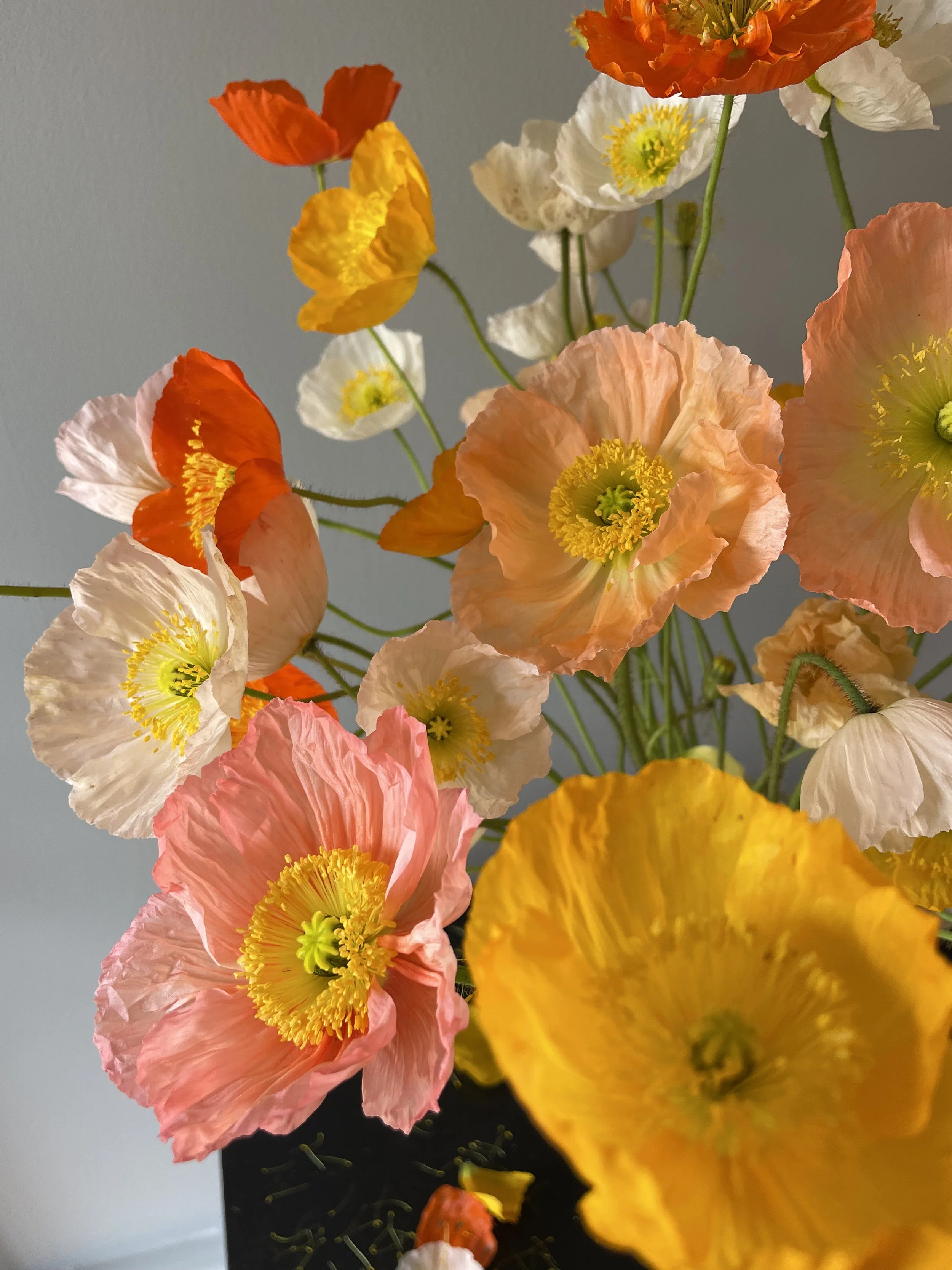 Un bouquet de fleurs de pavot de différentes couleurs, y compris des teintes de jaune, orange, rose et blanc, sur un fond neutre.