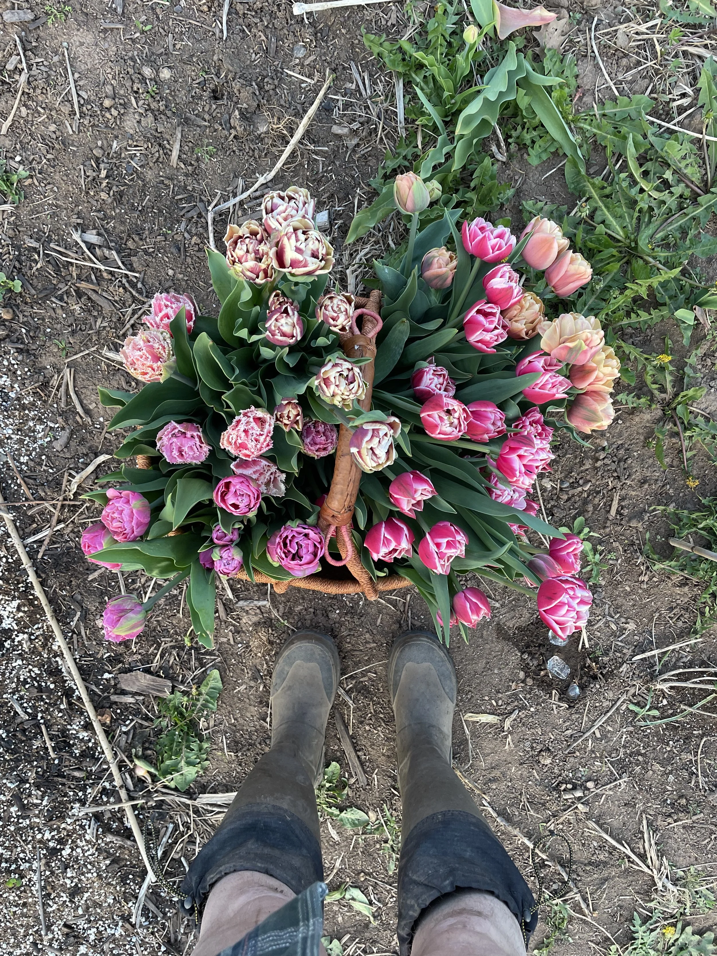 Panier de tulipes roses et oranges au sol avec des bottes en caoutchouc visibles.