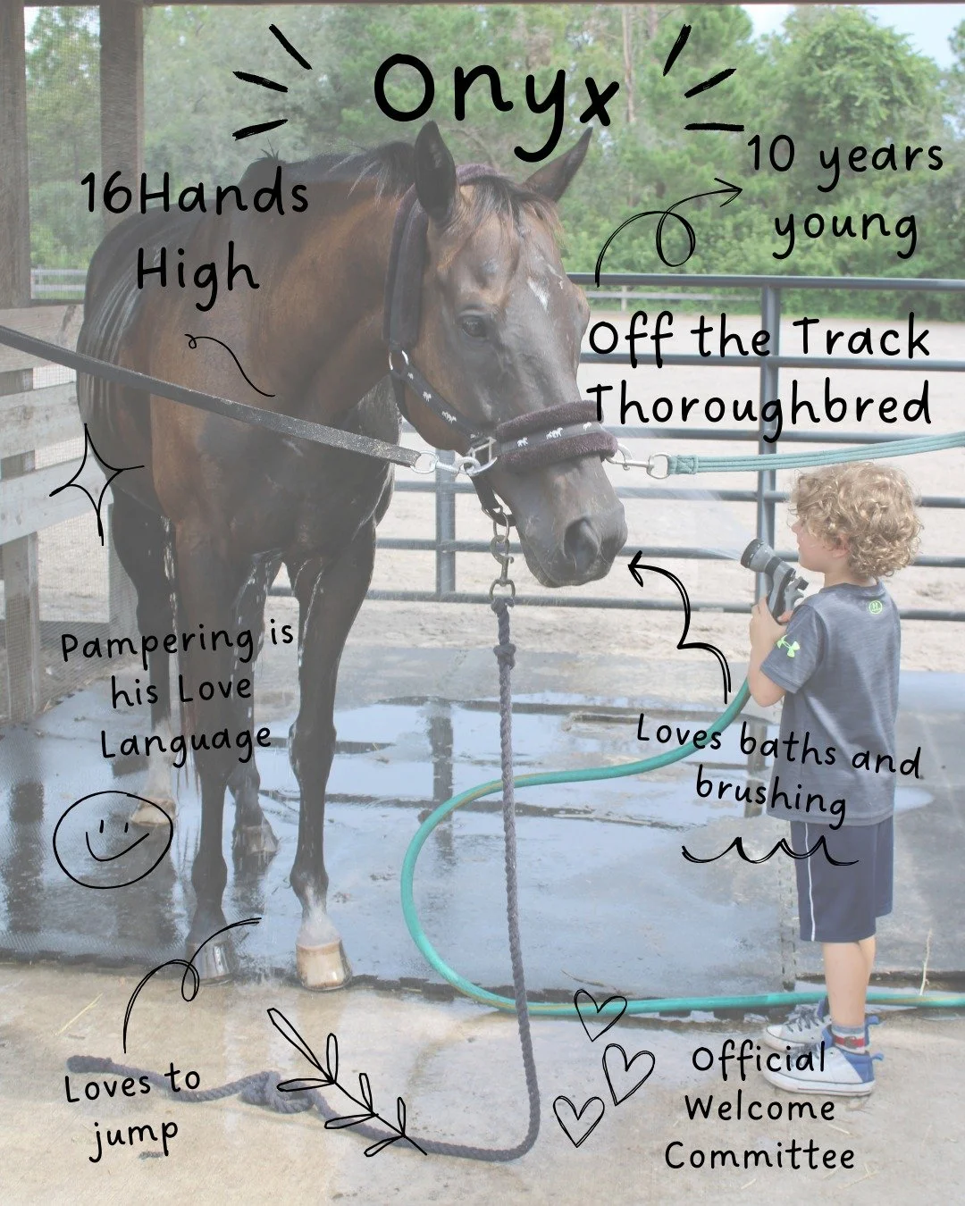 Meet Onyx, the official welcoming committee at Spring Acres! This dapper 16-hand, 10-year-old off-the-track Thoroughbred may have been too slow for the races, but he's always first in line for a good pampering session. He absolutely loves being brush