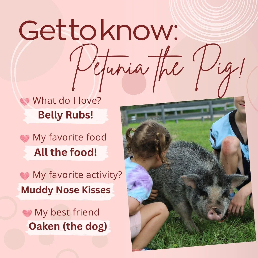 Get ready to fall in love with Spring Acre's resident diva, Petunia the Pig! This girl is the queen of our hearts here at Spring Acres, and she's sure to steal yours too.

Petunia's favorite &quot;occupation&quot; is receiving a good belly rub&mdash;