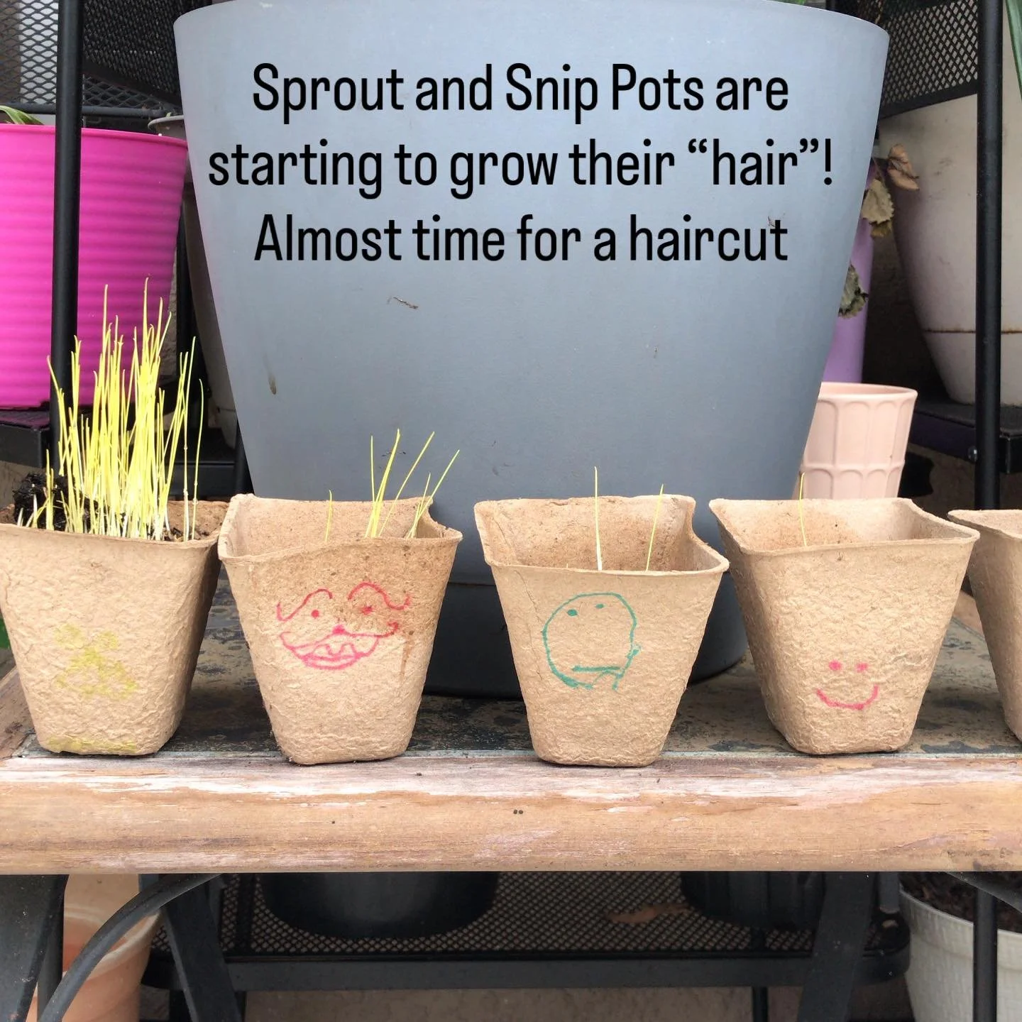 Our kids Sprout and Snip pots from the Open House are starting to grow hair!These got a little lost in the shuffle packing up but they&rsquo;re in a nice sunny spot to thrive now. Tag us in your little sprouts!
#CommunOTfarm #SproutPots #Scissorskill